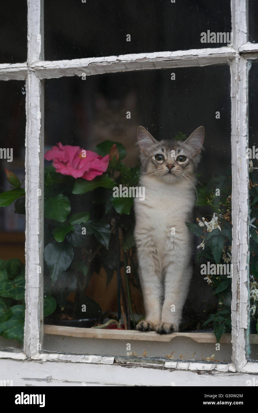 Pedigree longhair somalo gatti di razza - alla porta che vogliono essere nel giardino Foto Stock