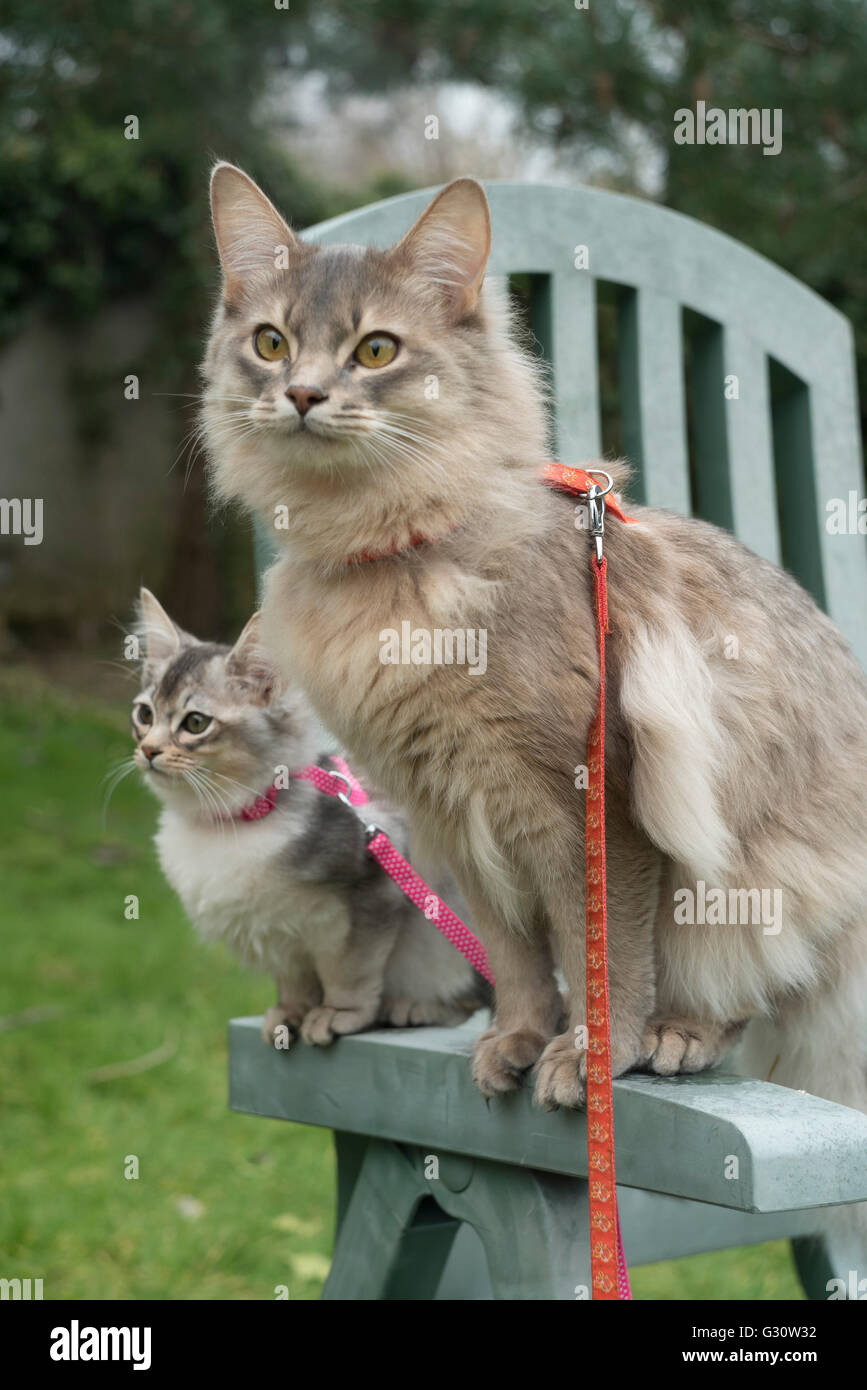 Pedigree longhair somalo gatti di razza - due gattini, sei mesi di età. Da figliate diverse con un nonno condivisa Foto Stock