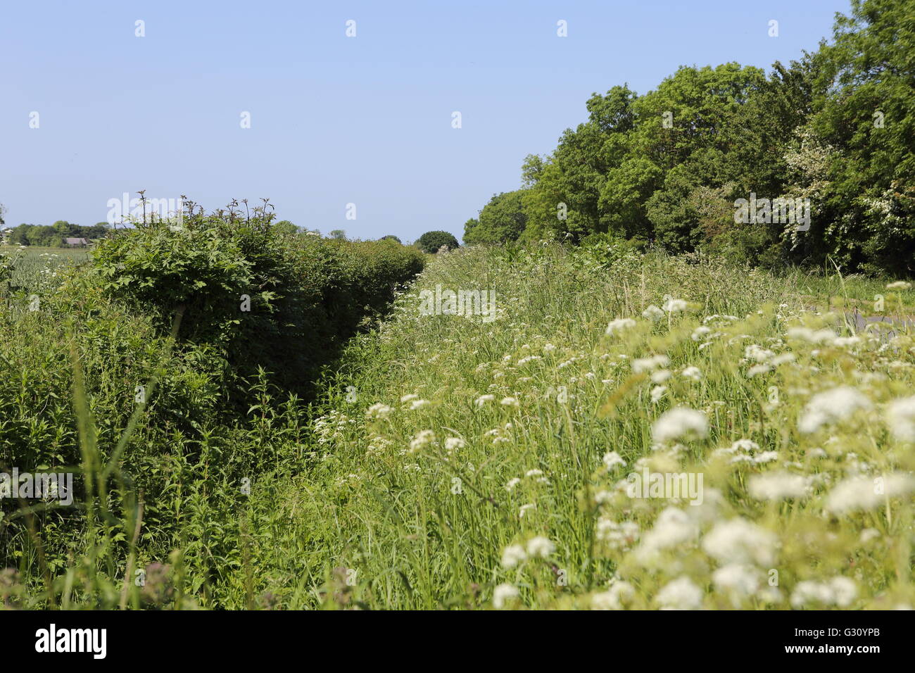 Diga verde in Lincolnshire alberi e siepi Foto Stock