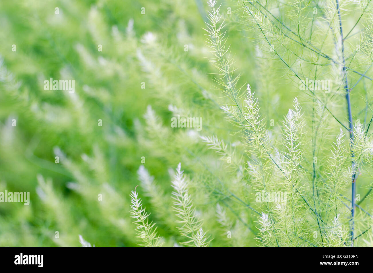 Fondo naturale di piccole foglie verdi di Asparagus officinalis Foto Stock