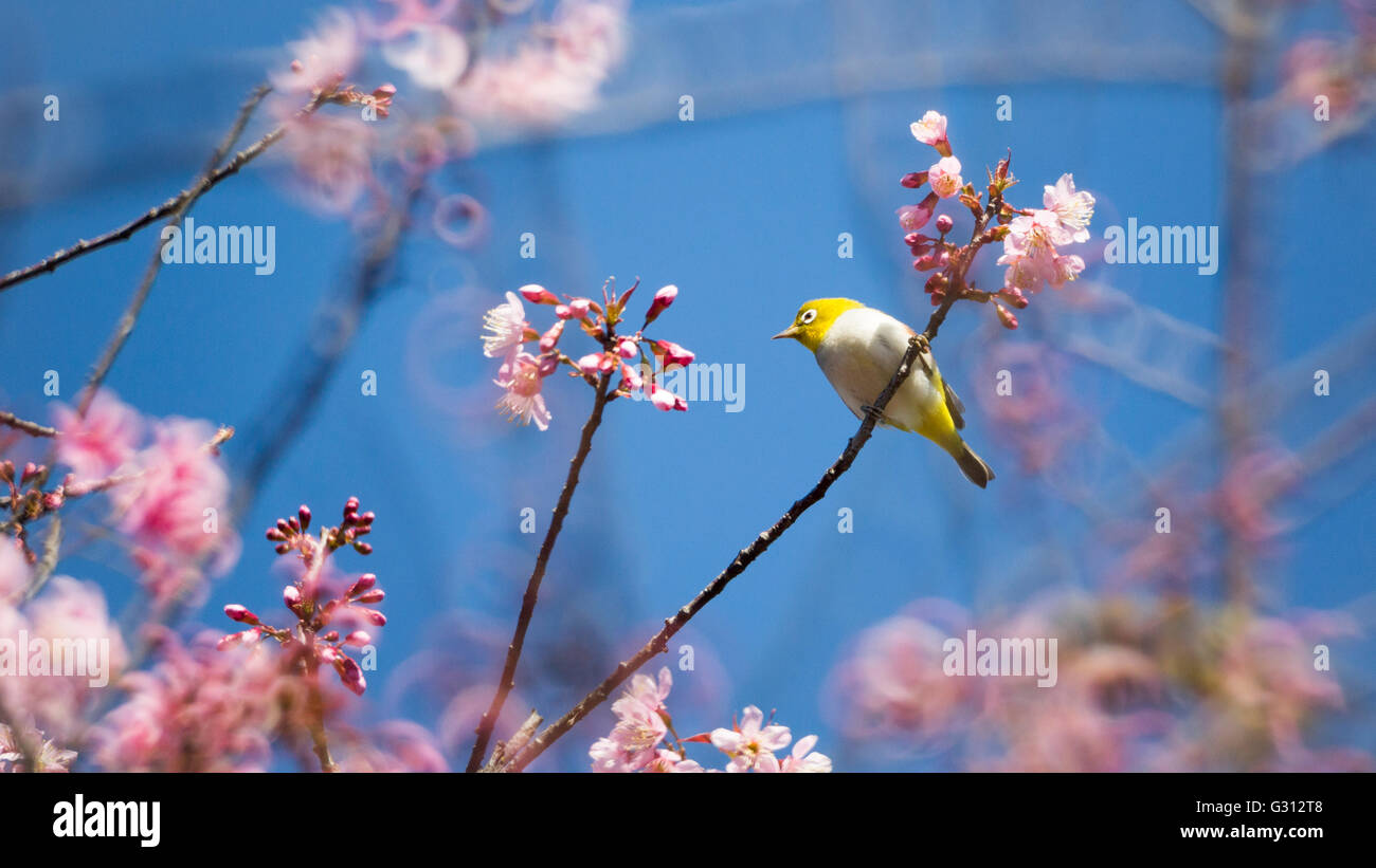 Un uccello in fiore di ciliegia, fiori sakura Foto Stock