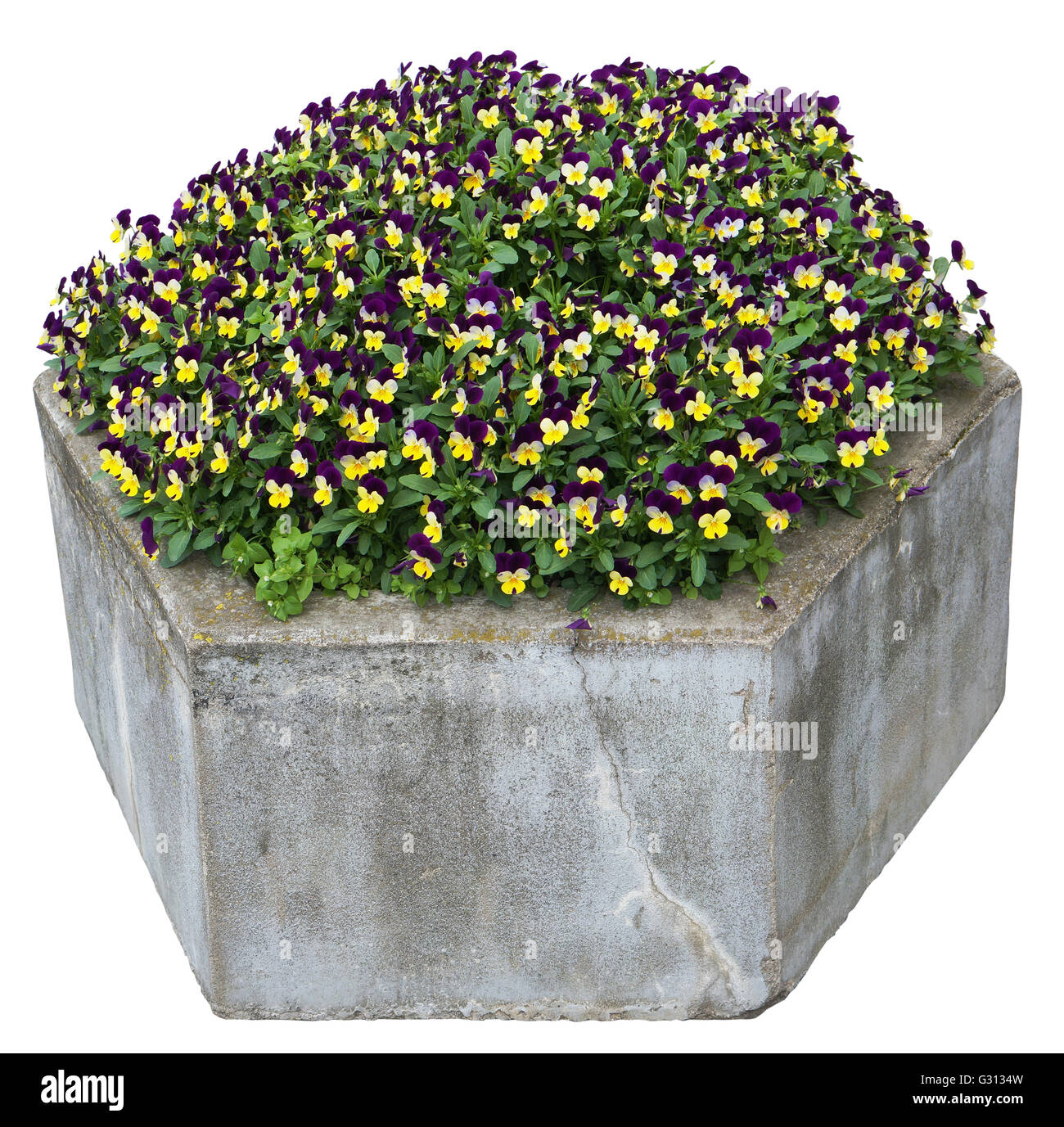 Pansies delicato giallo e blu fiori crescono in un vecchio cemento stone street vaso. Isolato con patch Foto Stock