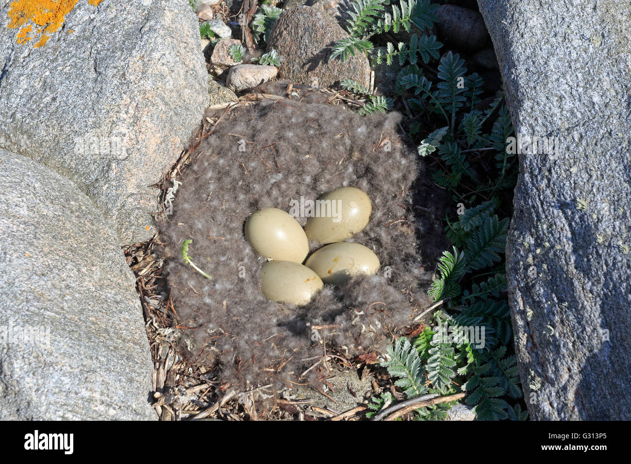 Common Eider duck nest che mostra il basso e quattro uova Foto Stock