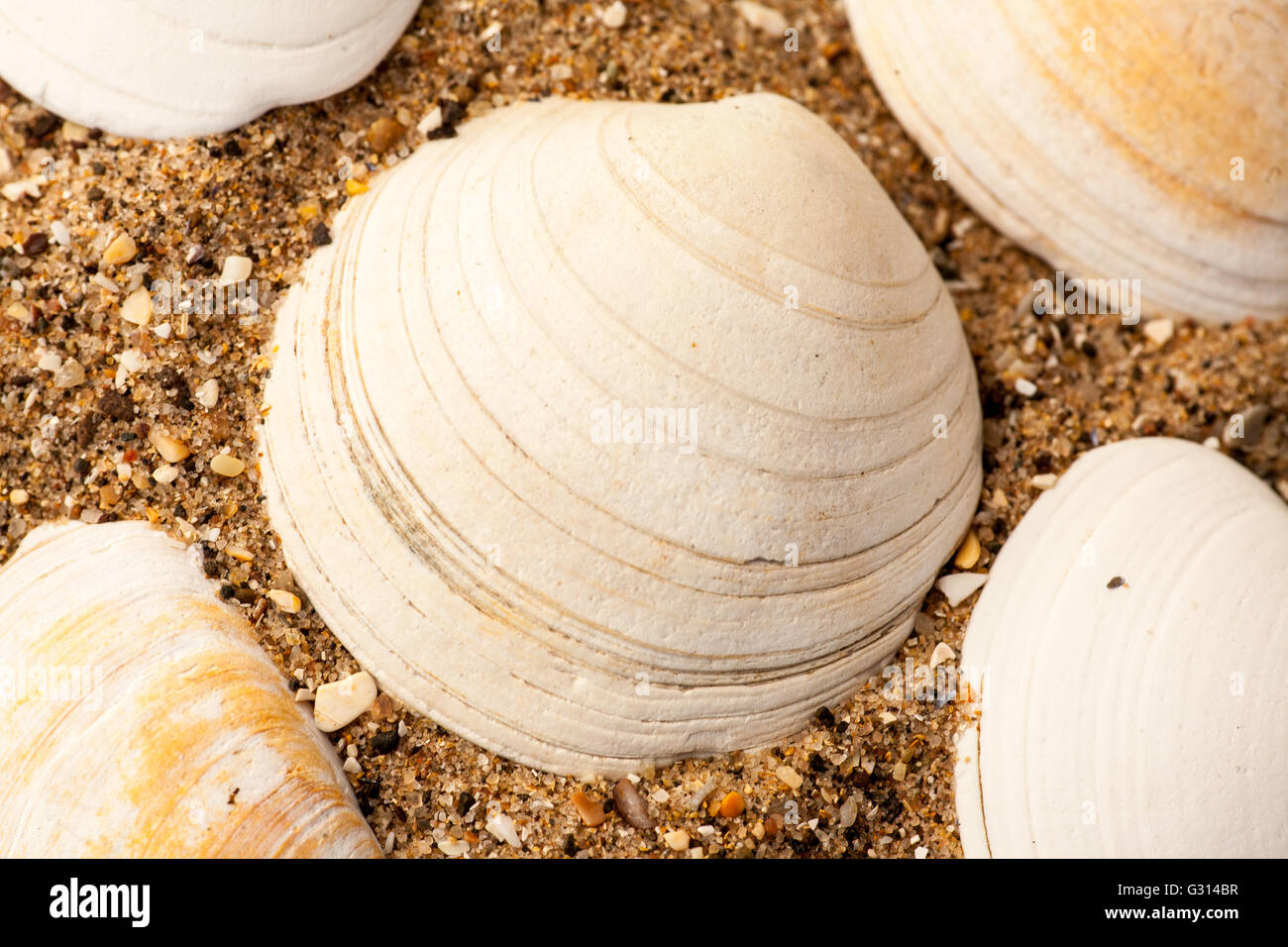 Conchiglie sulla spiaggia Foto Stock