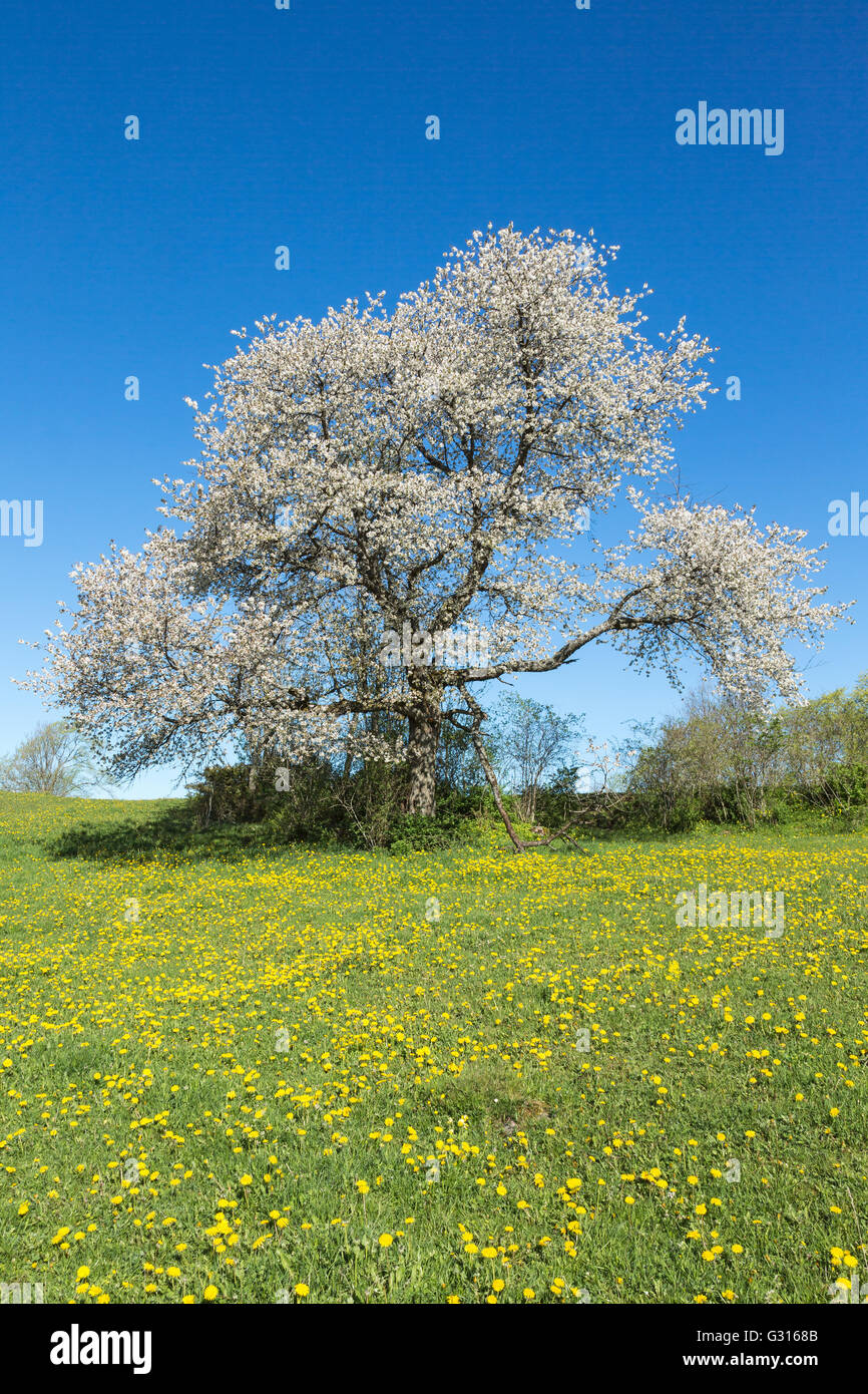 Fioritura vecchio albero ciliegio su un prato di fioritura Foto Stock