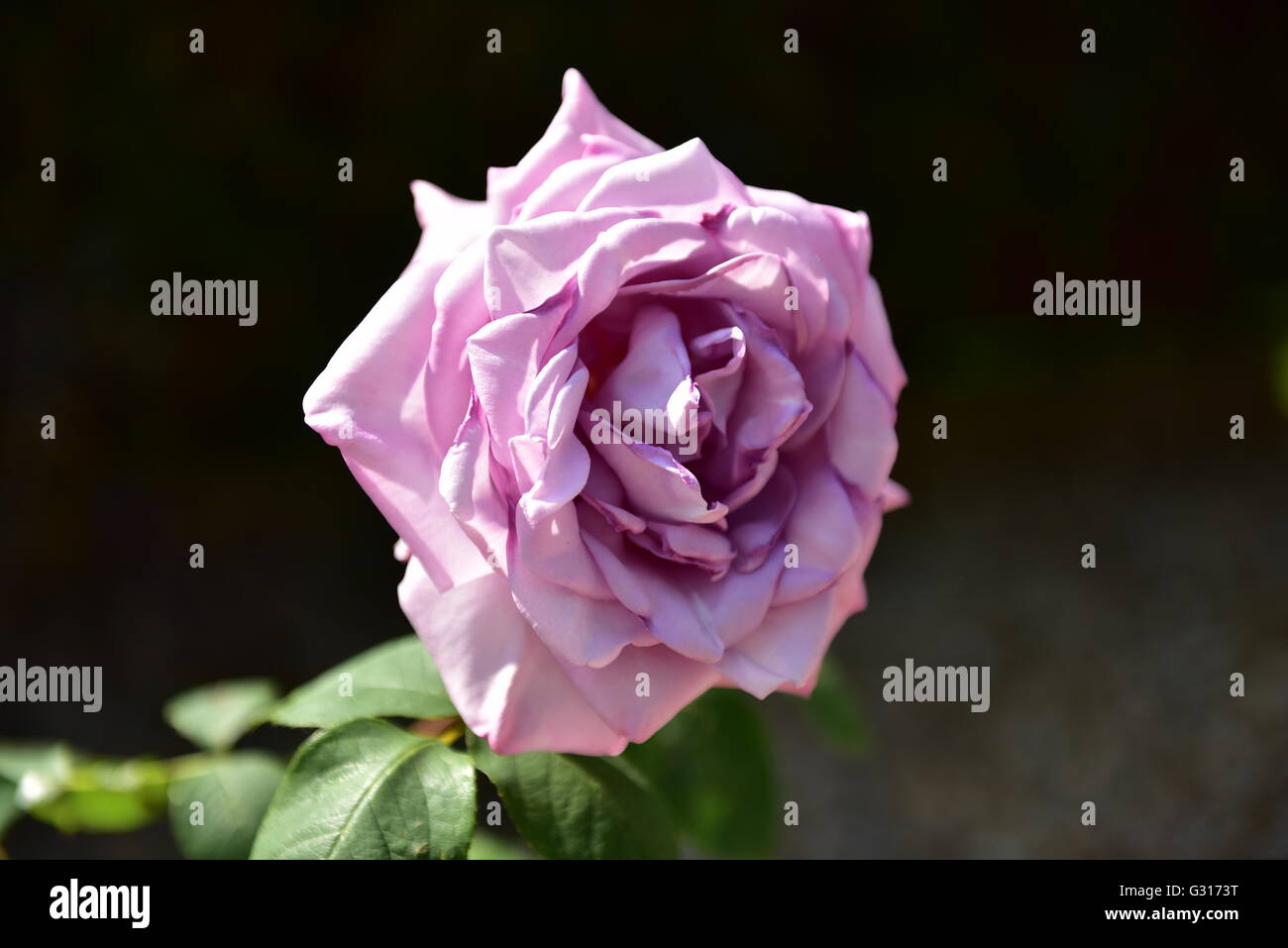 Rosa Blu che cresce in un recipiente di terracotta al di fuori in un giardino Foto Stock