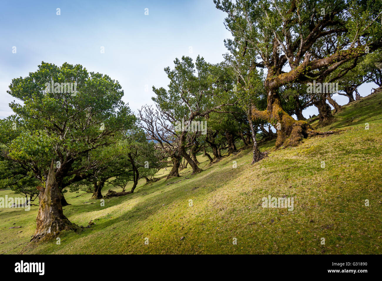Vecchi alberi angolato di Fanal foresta vergine, l'isola di Madeira Foto Stock