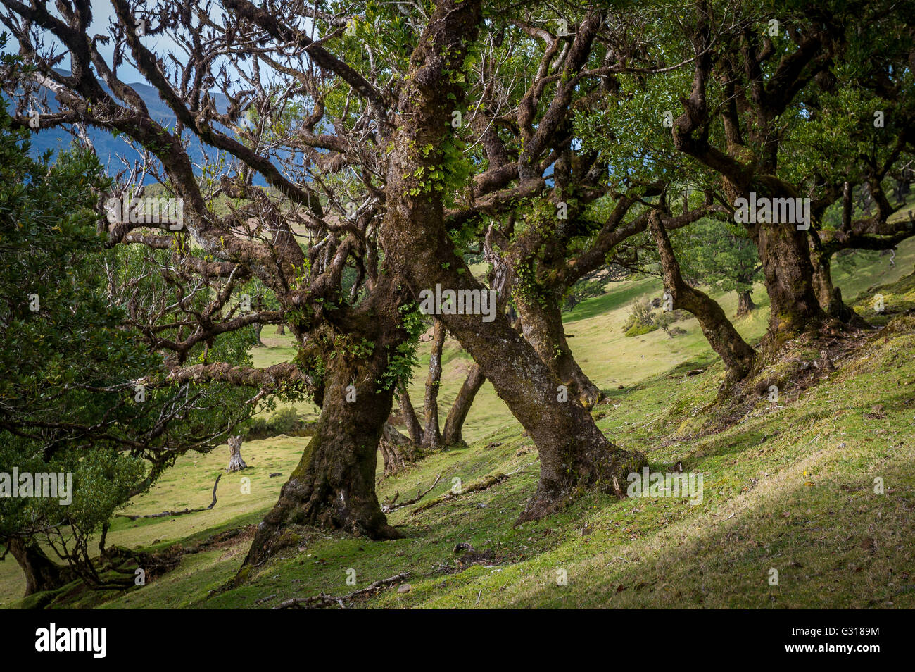 Fanal vecchia foresta e popolare luogo di escursioni presso l'isola di Madeira Foto Stock