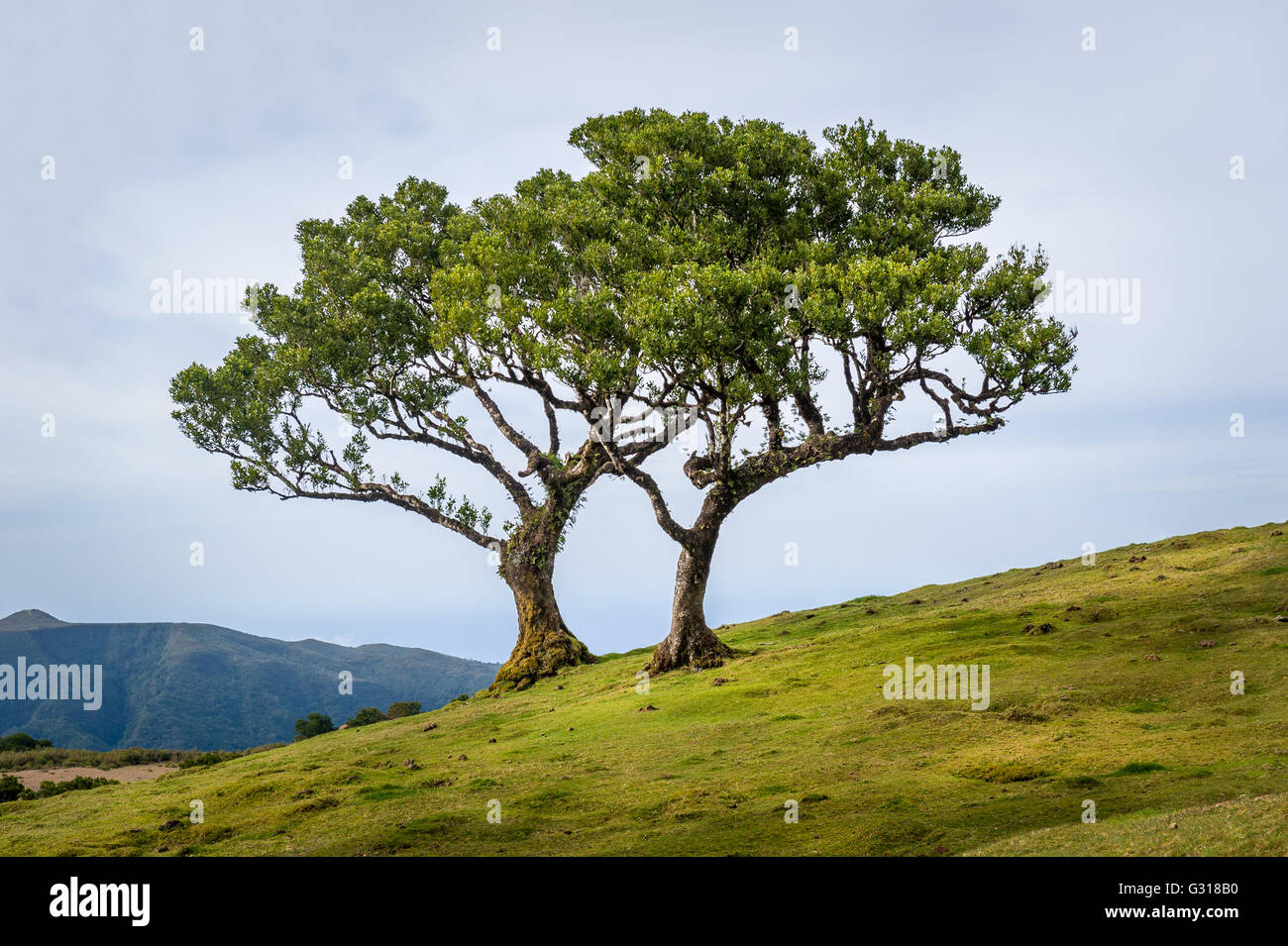 Due lonely alberi che crescono sulle colline di Madera altopiano di montagna Foto Stock