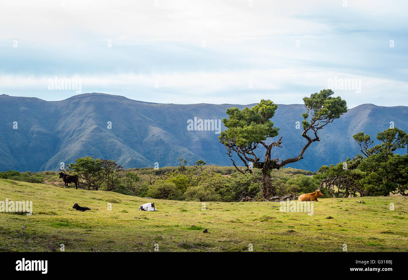 Le mucche in colline di Fanal forest national park presso l'isola di Madeira. Foto Stock