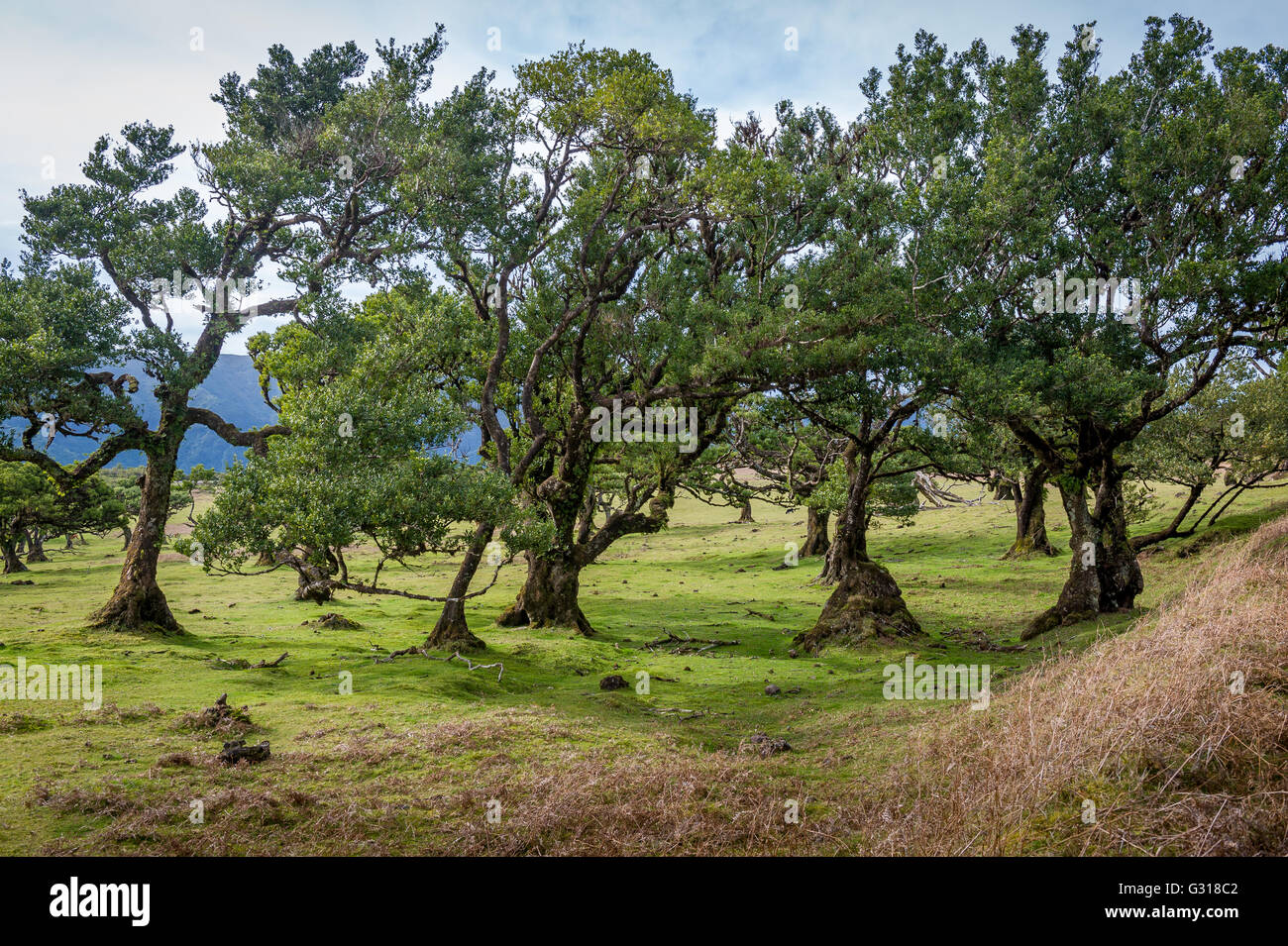 Alberi curvi di Fanal forest national park a Madeira Island west Foto Stock