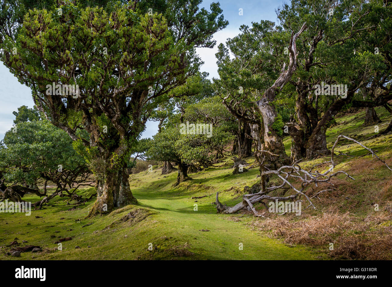 Percorso a piedi attraverso la foresta di Fanal e verdi colline dell'isola di Madeira Foto Stock