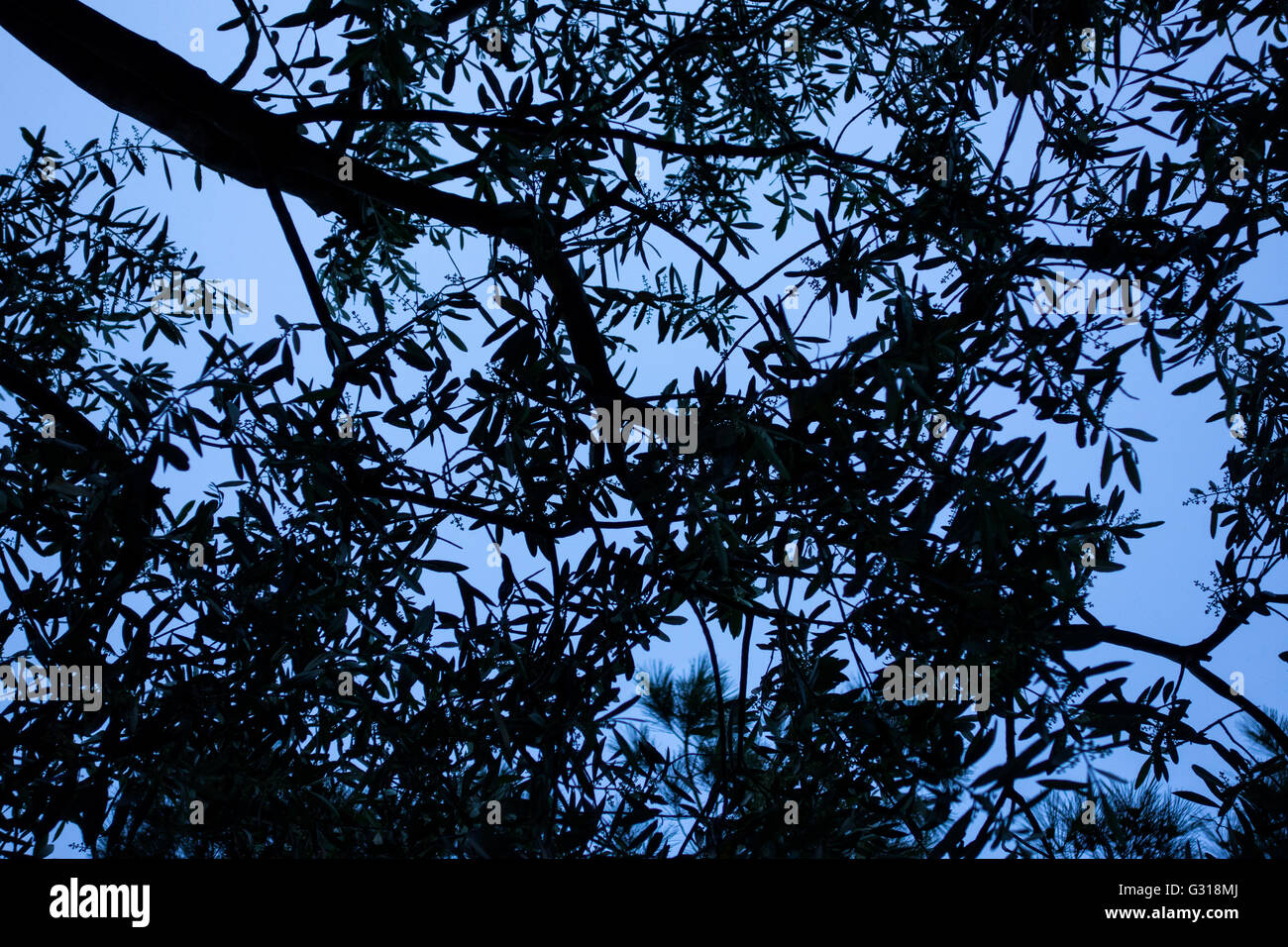 Olive Tree Foto Stock