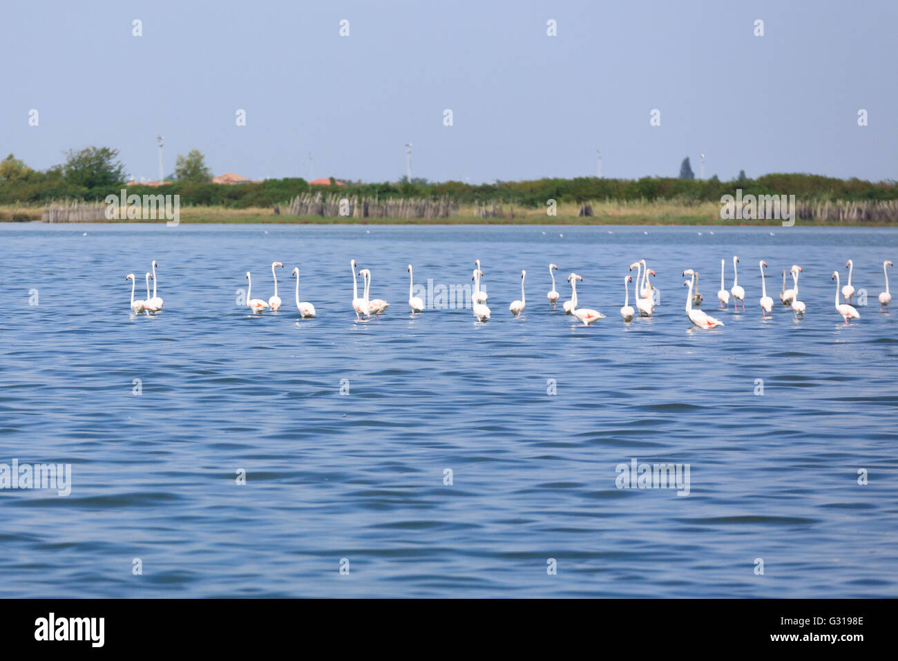Stormo di fenicotteri rosa all'interno di acqua, da "Delta del Po', Italia Foto Stock