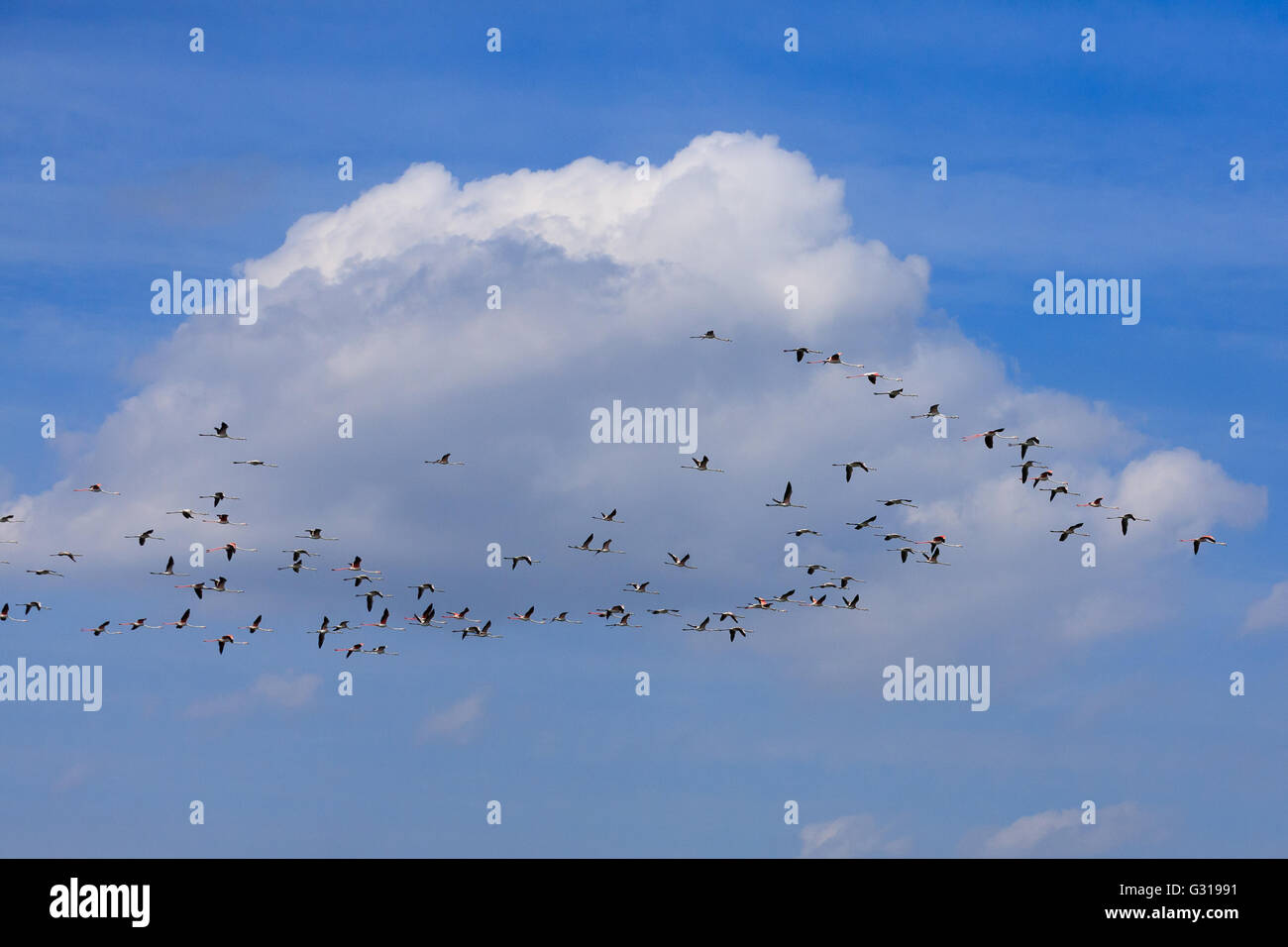 Stormo di fenicotteri rosa battenti, da "Delta del Po', Italia. Panorama della natura Foto Stock