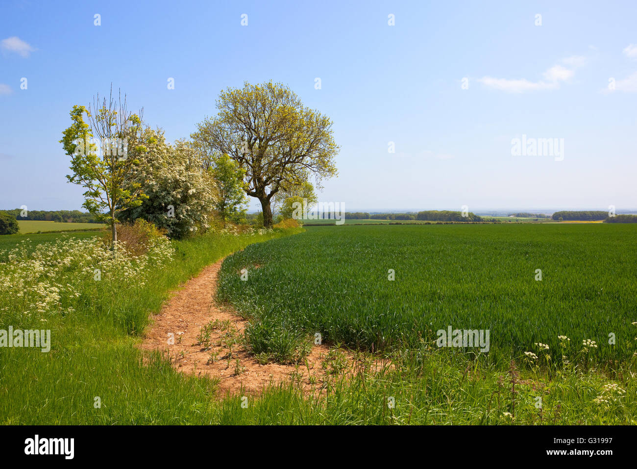 Il frassino provenienti in foglia di una siepe mista da un campo di grano verde alta sul Yorkshire wolds sotto un cielo di estate blu. Foto Stock