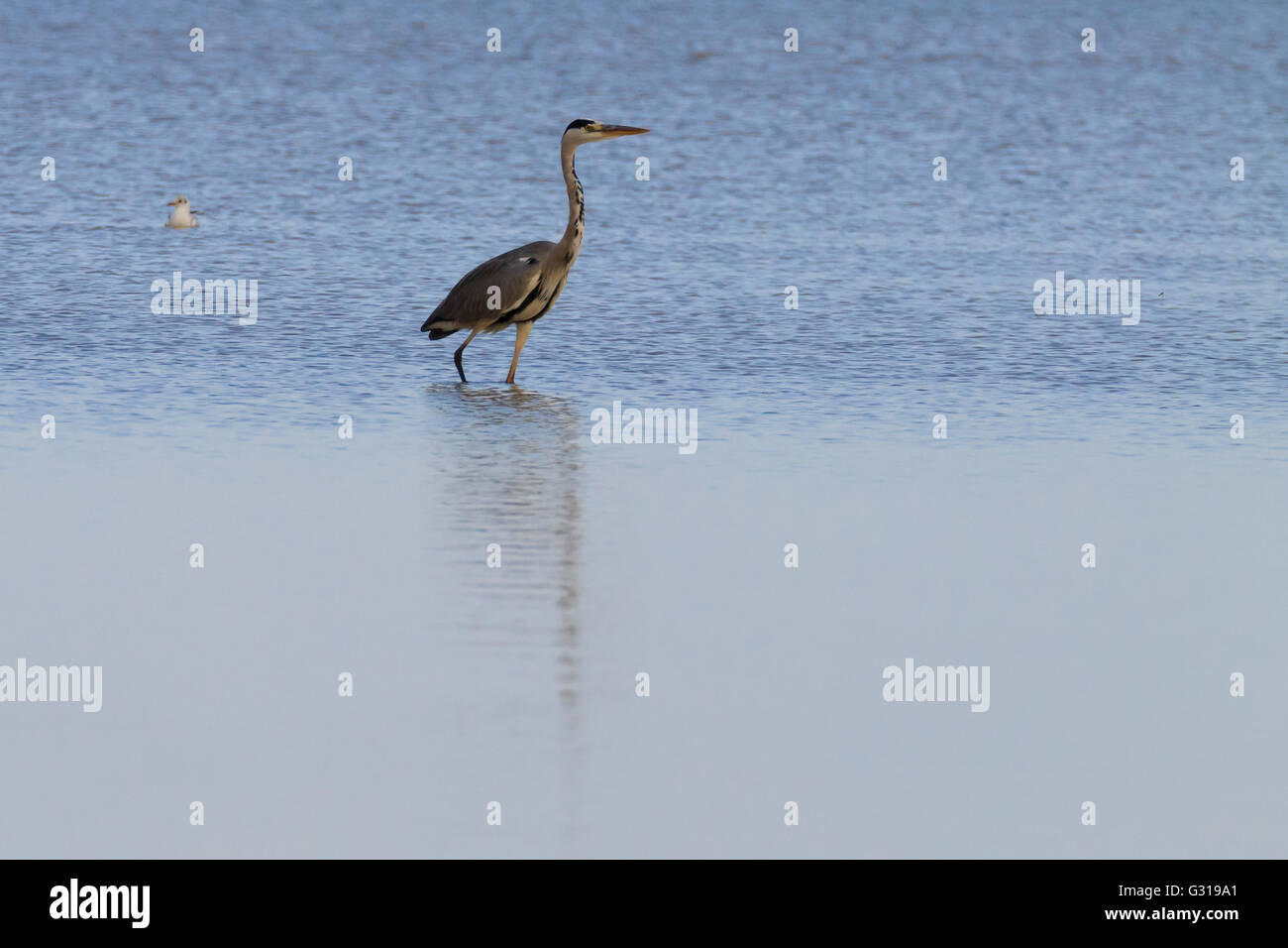 Airone cenerino all'interno di fiume Po laguna, paesaggio italiano. Carattere minimo panorama Foto Stock
