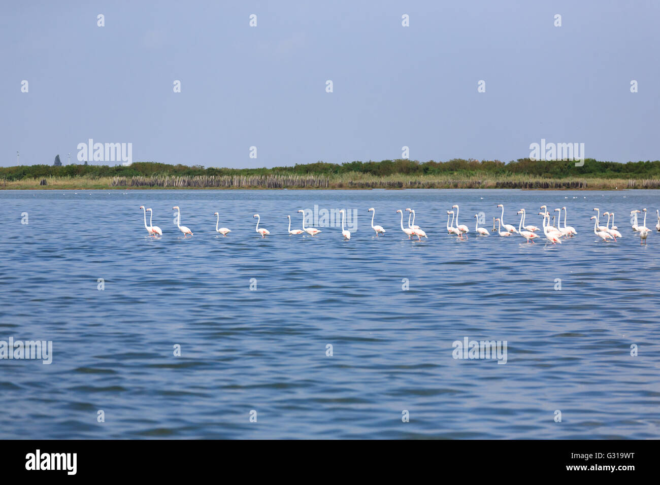 Stormo di fenicotteri rosa all'interno di acqua, da "Delta del Po', Italia Foto Stock