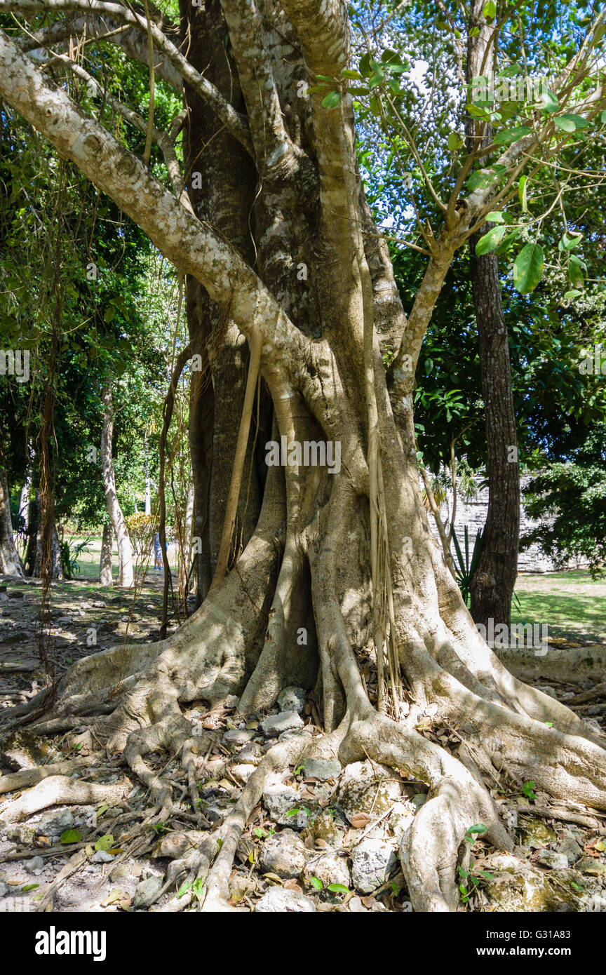 Fig Tree entro i motivi di teh rovine Maya a Chacchoben. Chacchoben, Messico Foto Stock