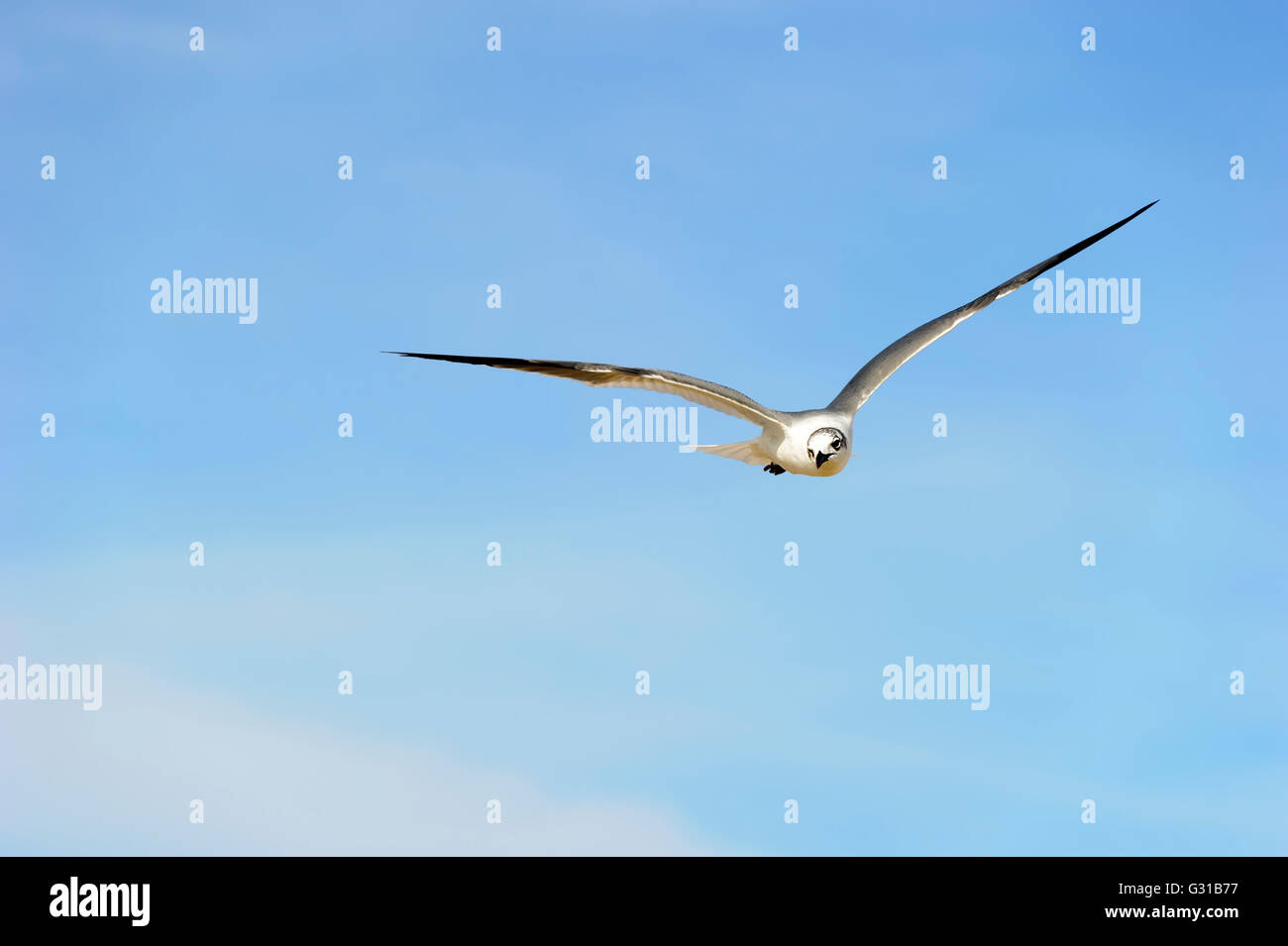 Seagull è una bella seagull diffondere le sue ali e volare contro un vibrante blu cielo. Foto Stock