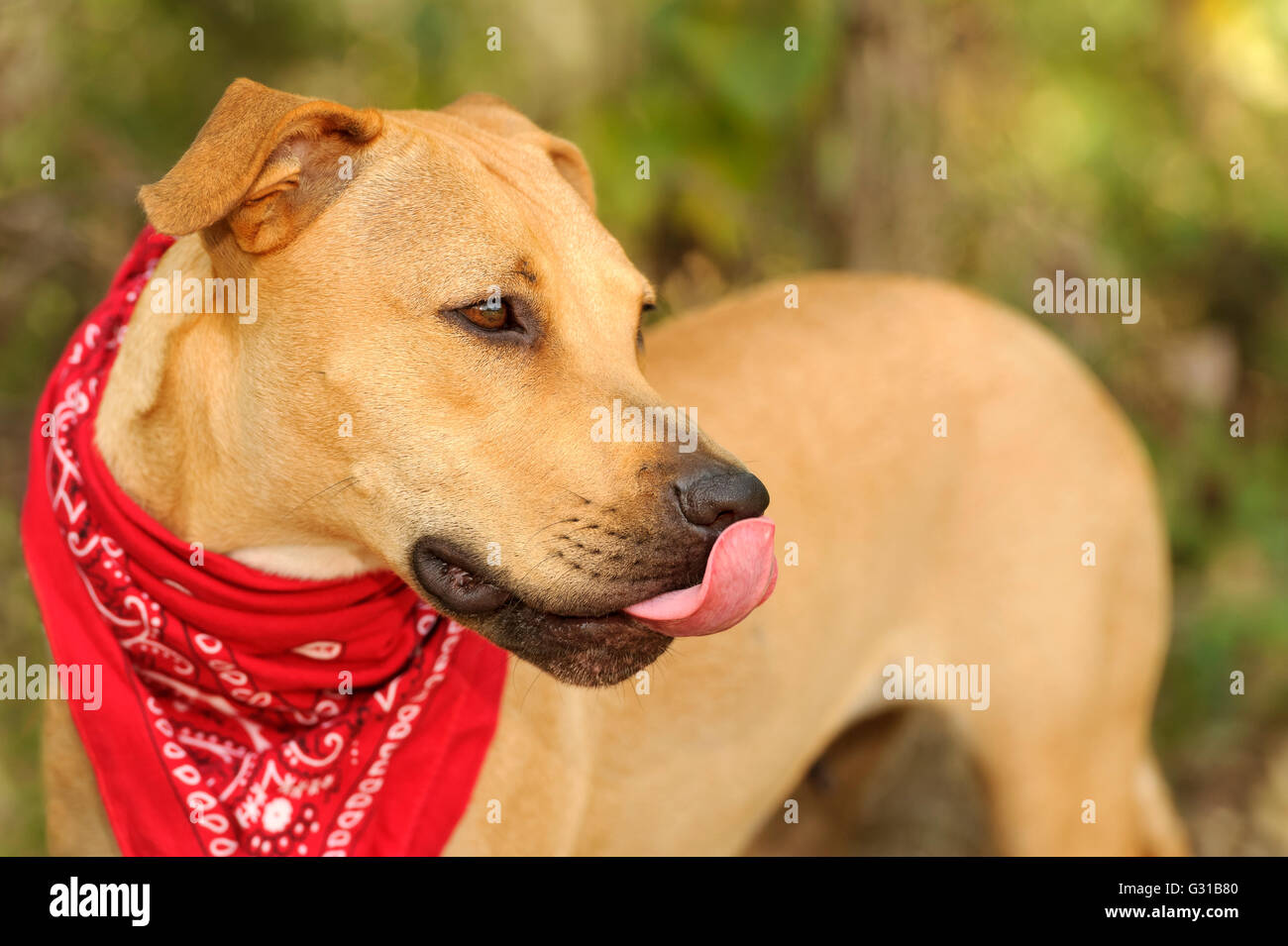 Cane leccare è un bellissimo cane all'aperto leccare il naso con la sua sana la linguetta di colore rosa. Foto Stock