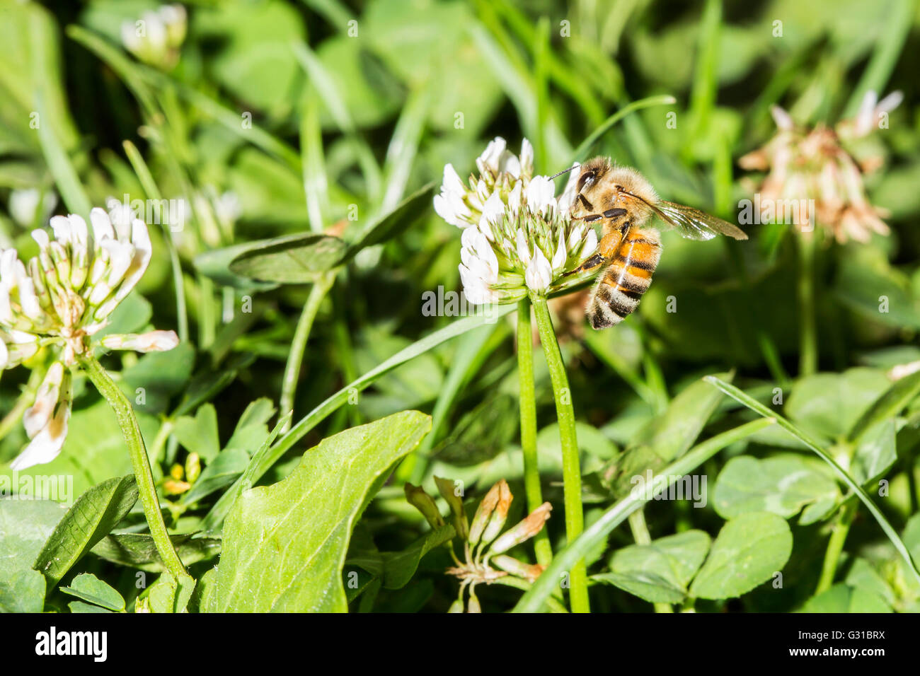 Honeybee europea, Apis mellifera, raccogliendo il polline di un fiore di trifoglio Foto Stock