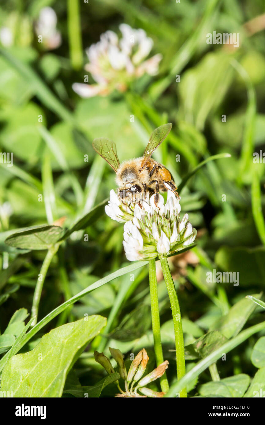 Honeybee europea, Apis mellifera, raccogliendo il polline di un fiore di trifoglio Foto Stock