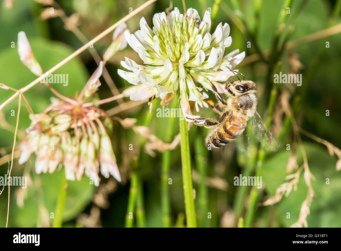 Honeybee europea, Apis mellifera, raccogliendo il polline di un fiore di trifoglio Foto Stock