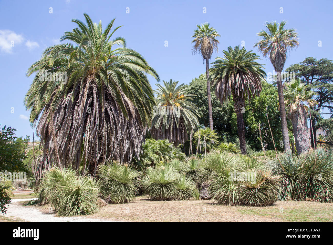 Vista su un gruppo di palme in un giardino tropicale Foto Stock