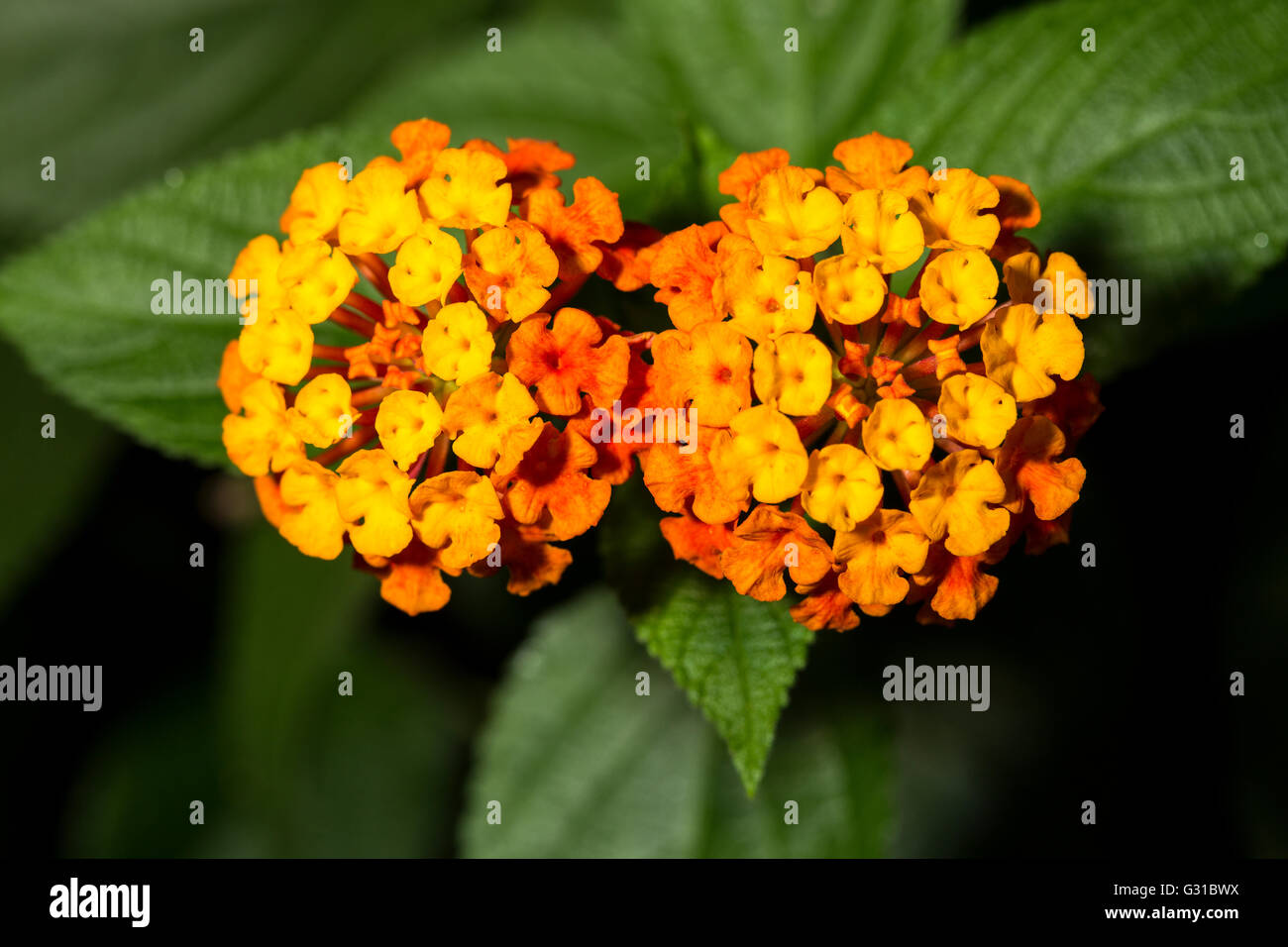 Primo piano di due fiori arancione di Lantana camara, noto come wild salvia e tickberry Foto Stock