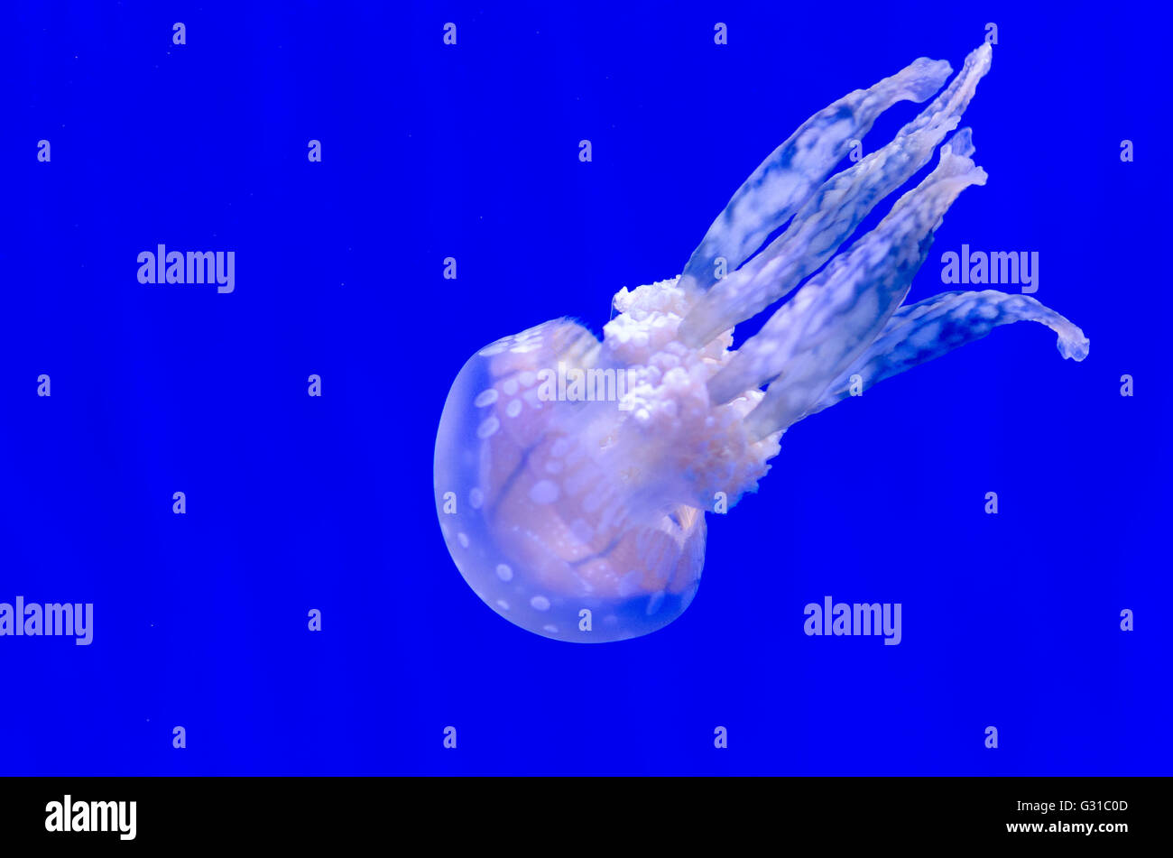 Jelly fish contro sfondo blu Foto Stock