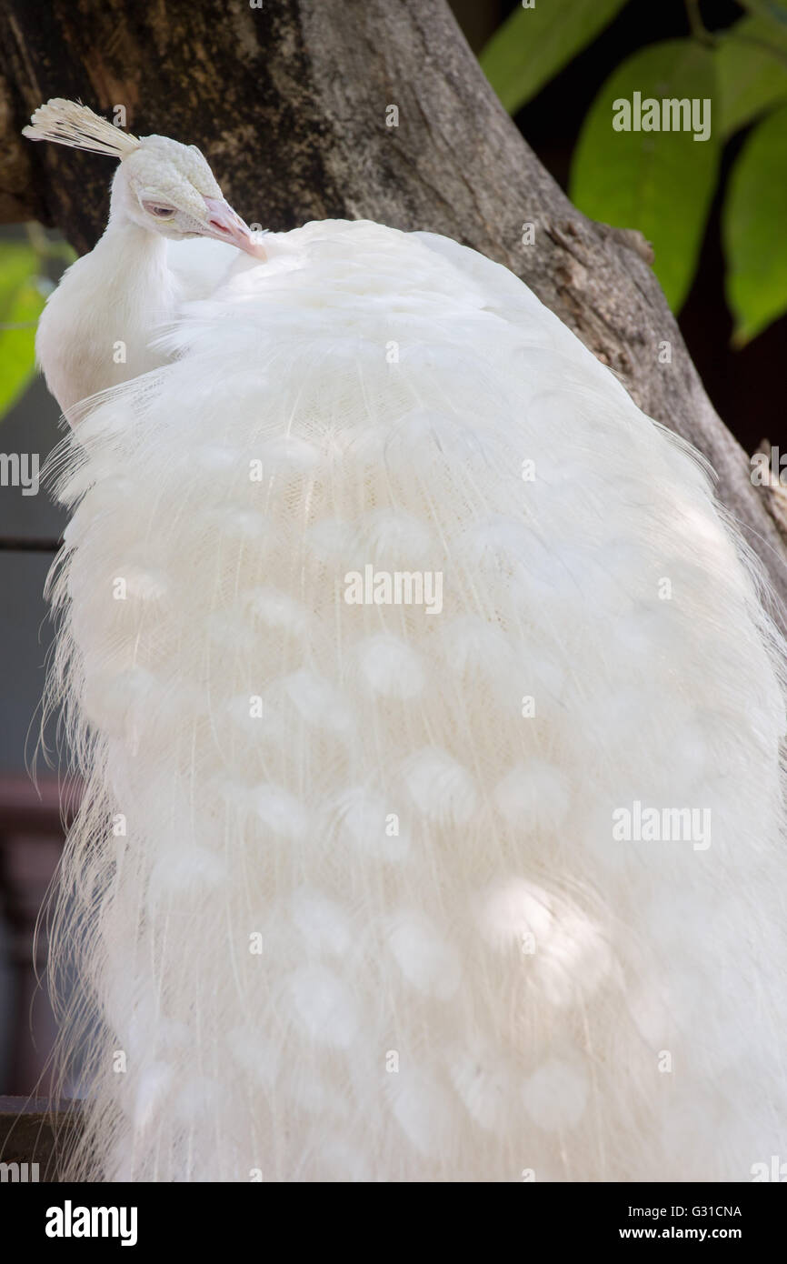 White Peacock piuma di pulizia Foto Stock