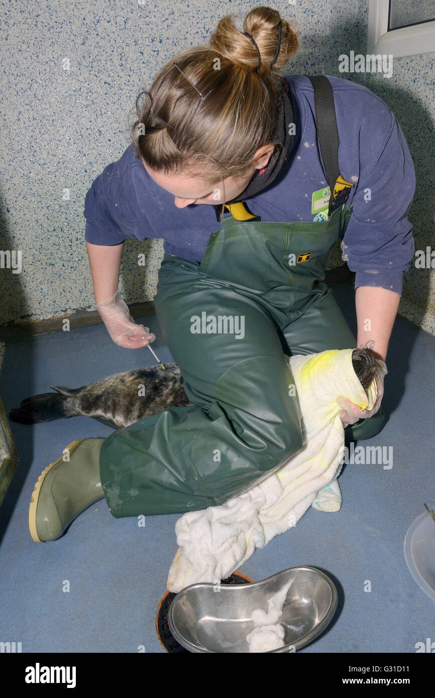 Feriti guarnizione grigio pup (Halichoerus grypus) iniettata con antibiotici, guarnizione della Cornovaglia Santuario Ospedale, Gweek, Cornwall, Regno Unito Foto Stock