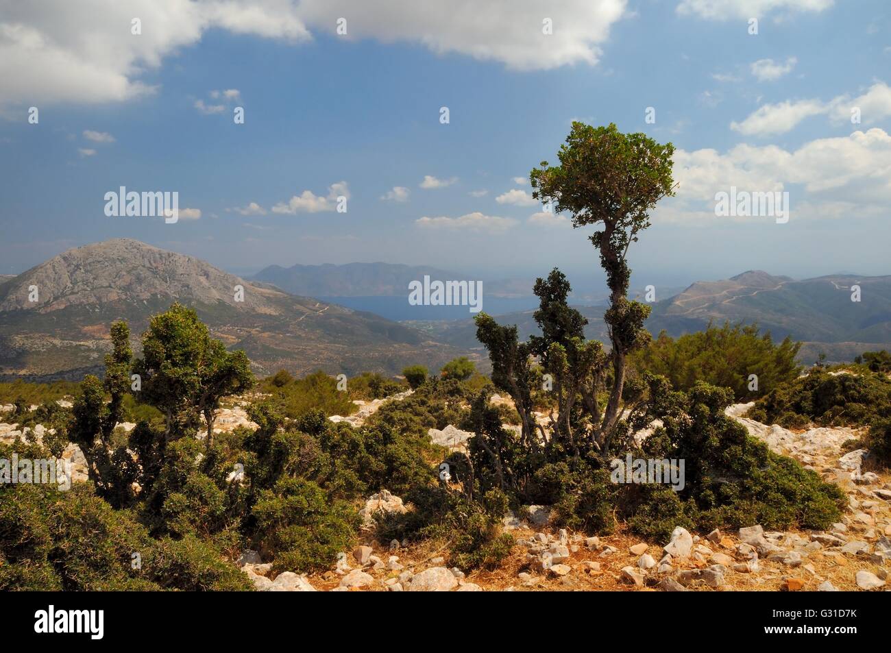 Boccole fortemente pascolato e sagomato da capre su un crinale di calcare sul Monte Didymo, Argolis, Peloponneso, Grecia, Agosto. Foto Stock