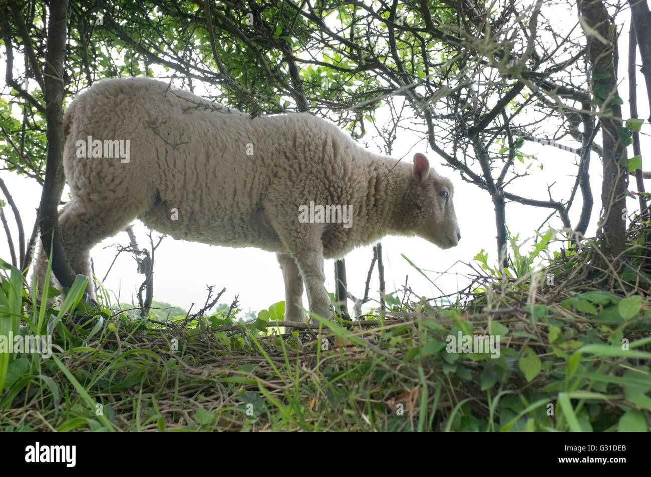 Una pecora in piedi nella siepe in Cornwall, Regno Unito Foto Stock