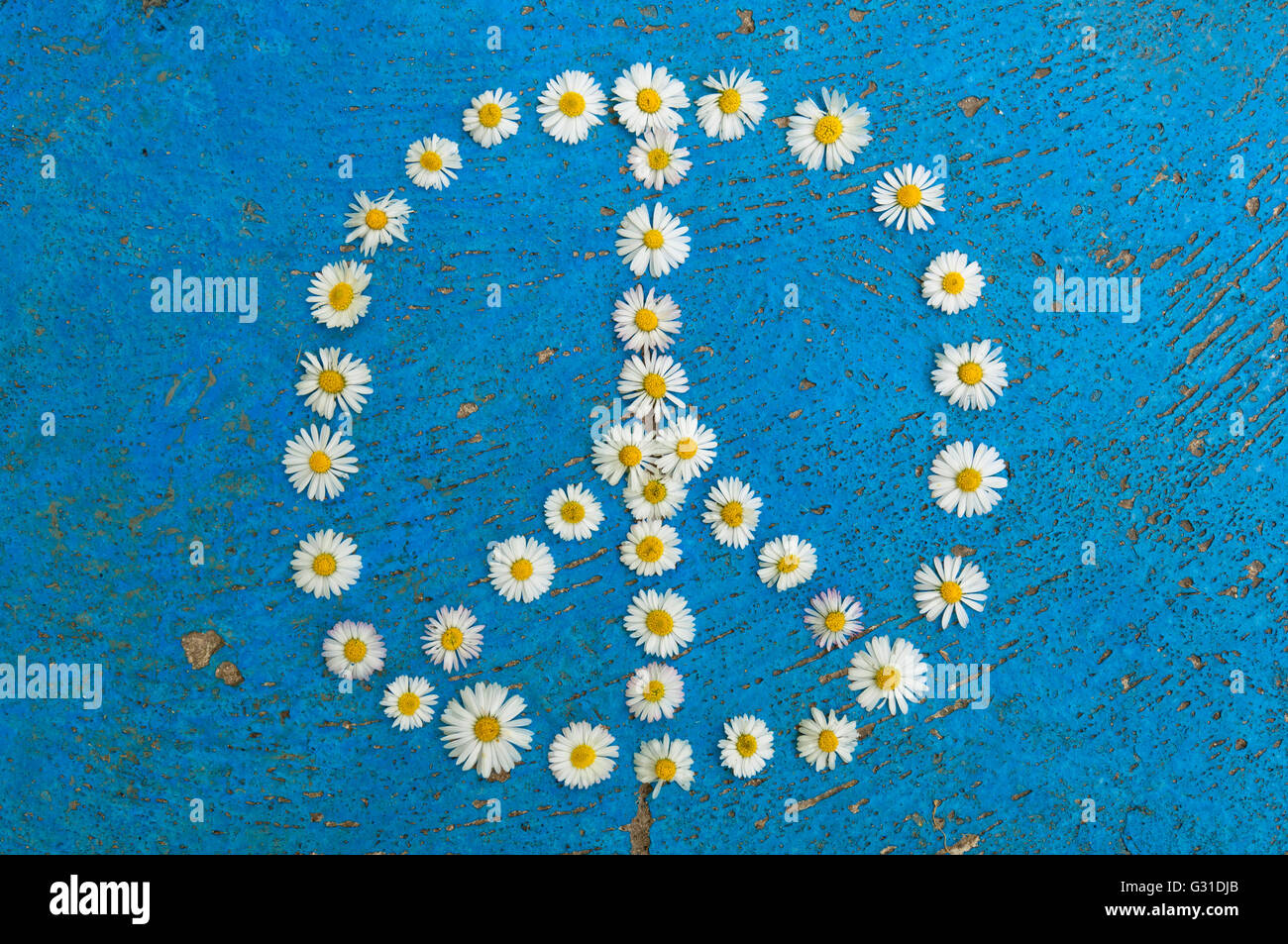 Segno di pace, simbolo di pace, pace design creato dei fiori a margherita a trama su sfondo blu Foto Stock