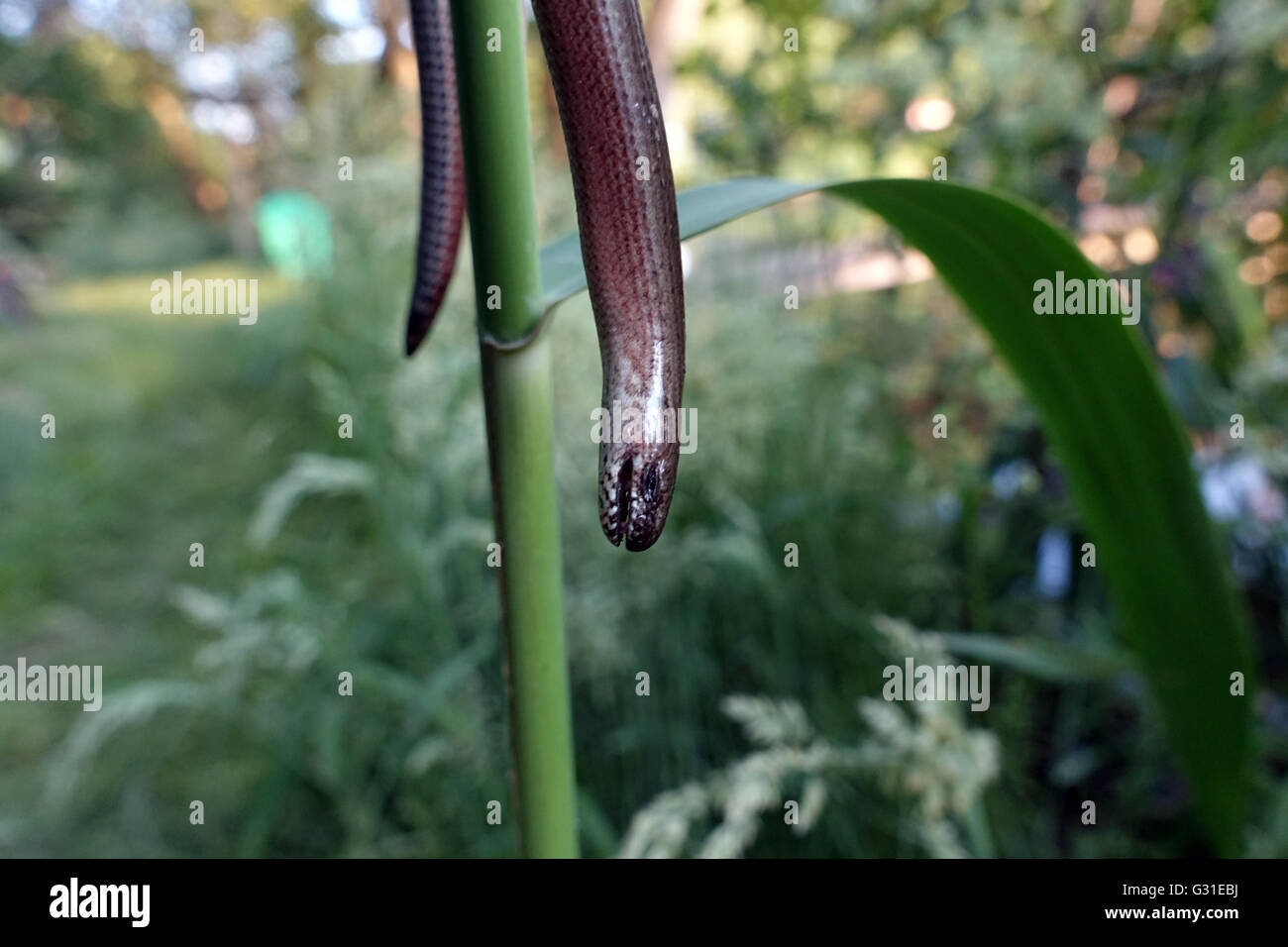 Briescht, Germania, morto blindworm Foto Stock