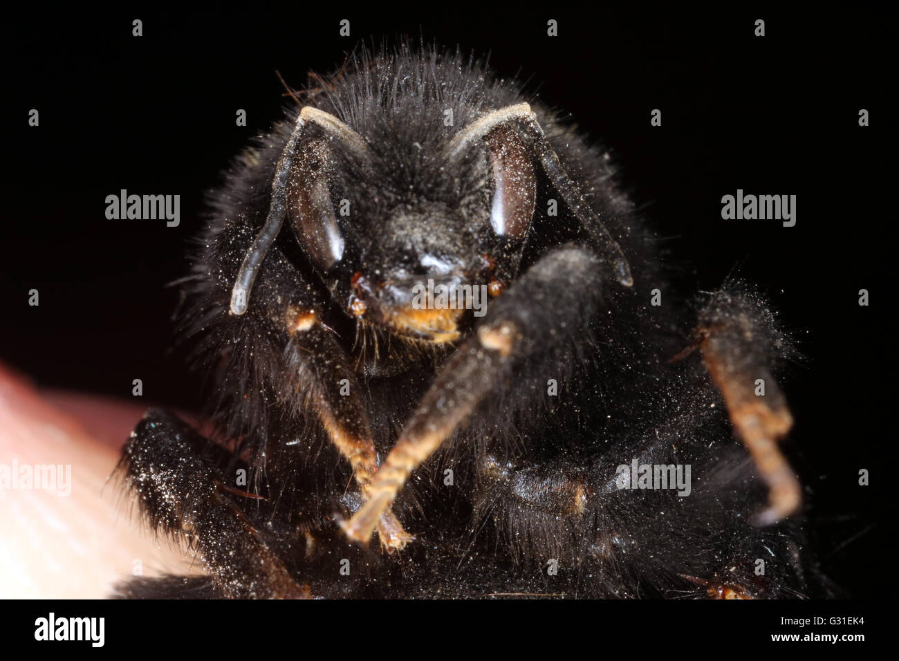 Castel Giorgio, Italia, morto a bumblebee Foto Stock