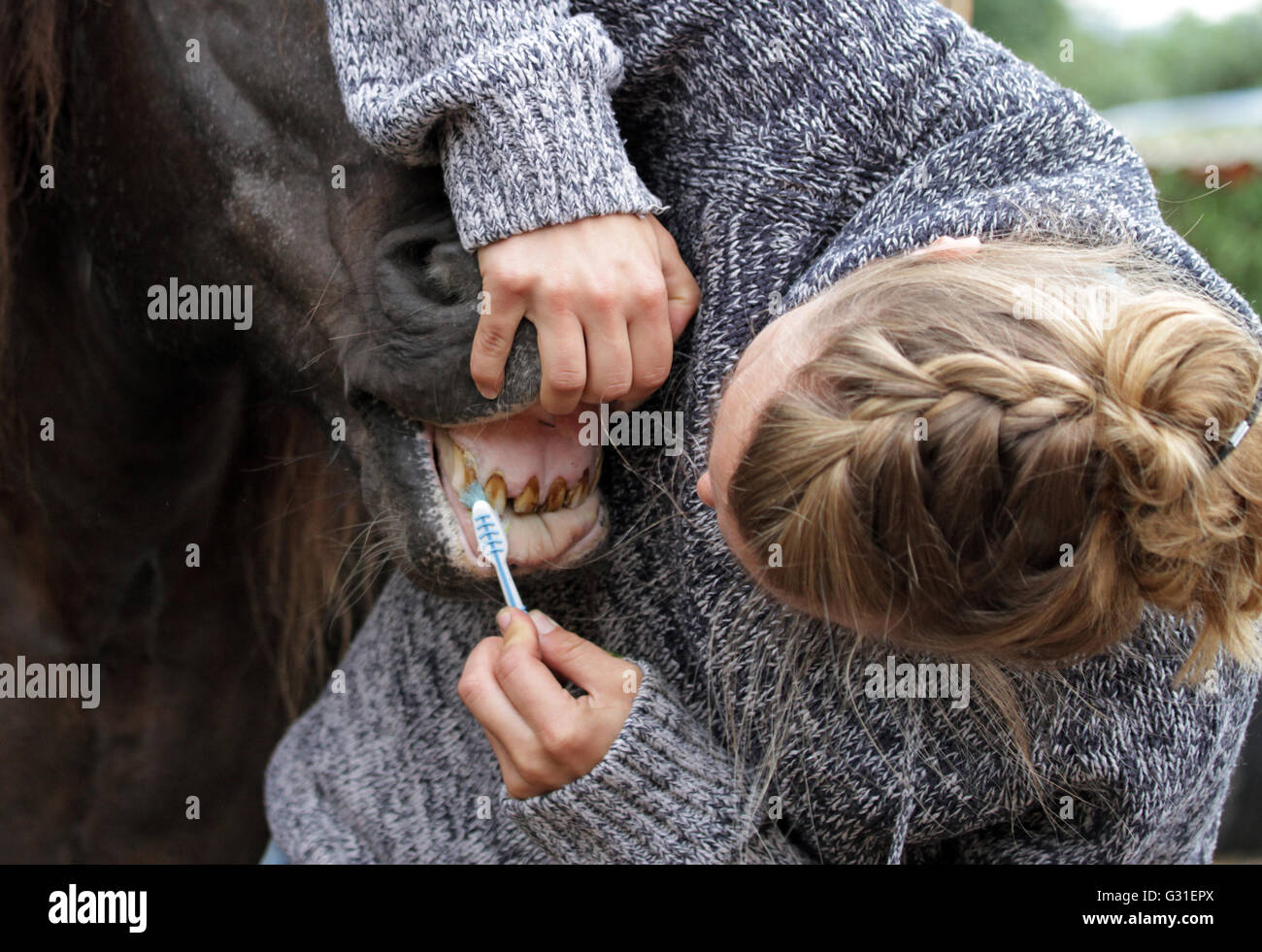 Schwerin, Germania, donna pulisce i denti di un cavallo Foto Stock