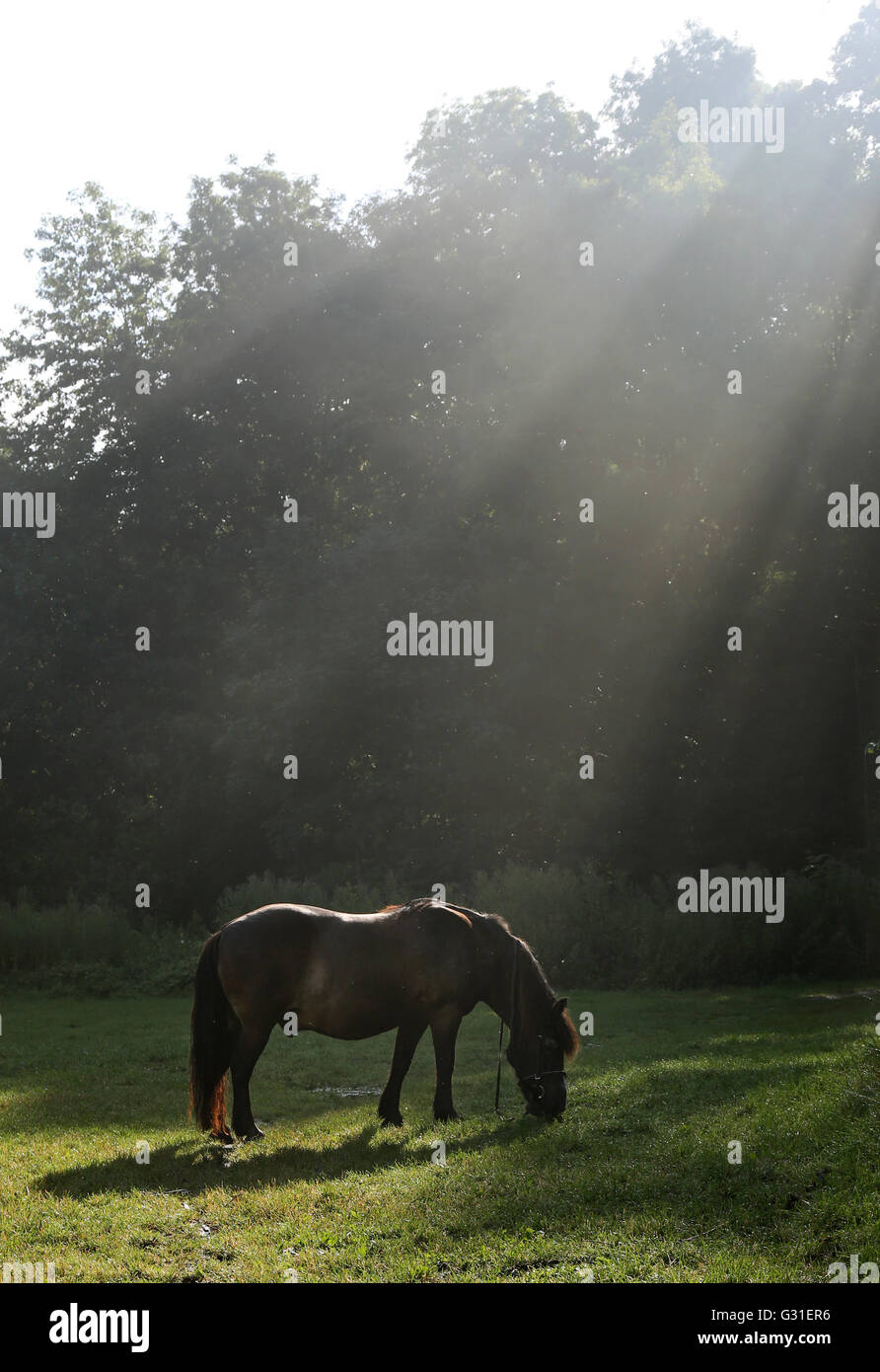 Schwerin, Germania, pony lambisce in rastrellando la luce in una radura del bosco Foto Stock