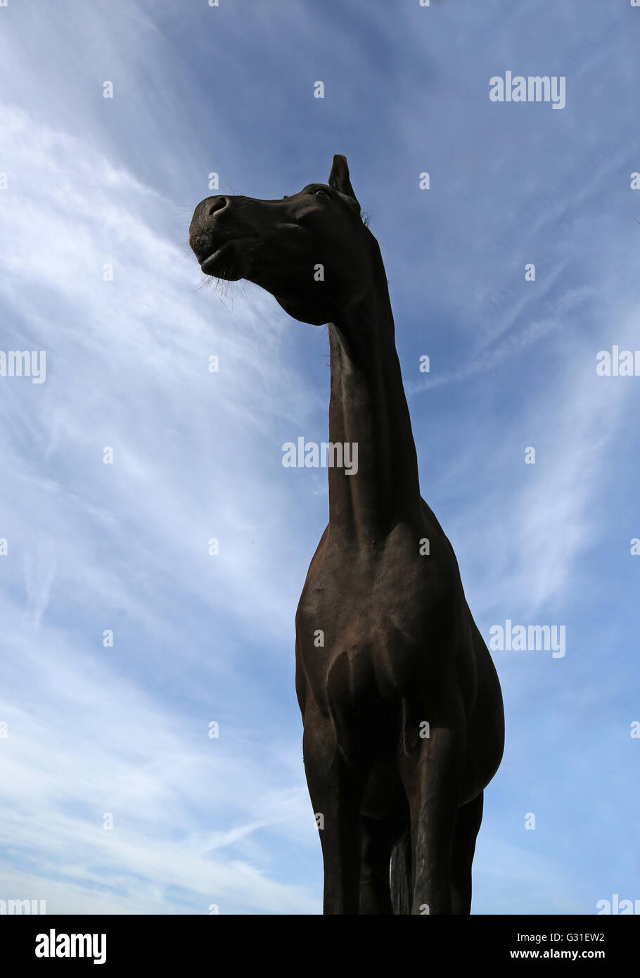 Neustadt Dosse (Germania), il worm-eye, cavallo cercando alert Foto Stock