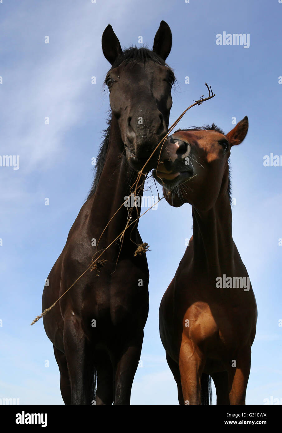 Neustadt Dosse (Germania), cavallo giocando con un ramo Foto Stock