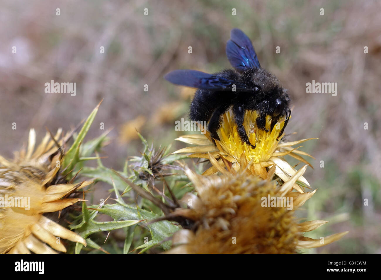 Torre Alfina, Italia, legno blu Ape su un fiore giallo Foto Stock
