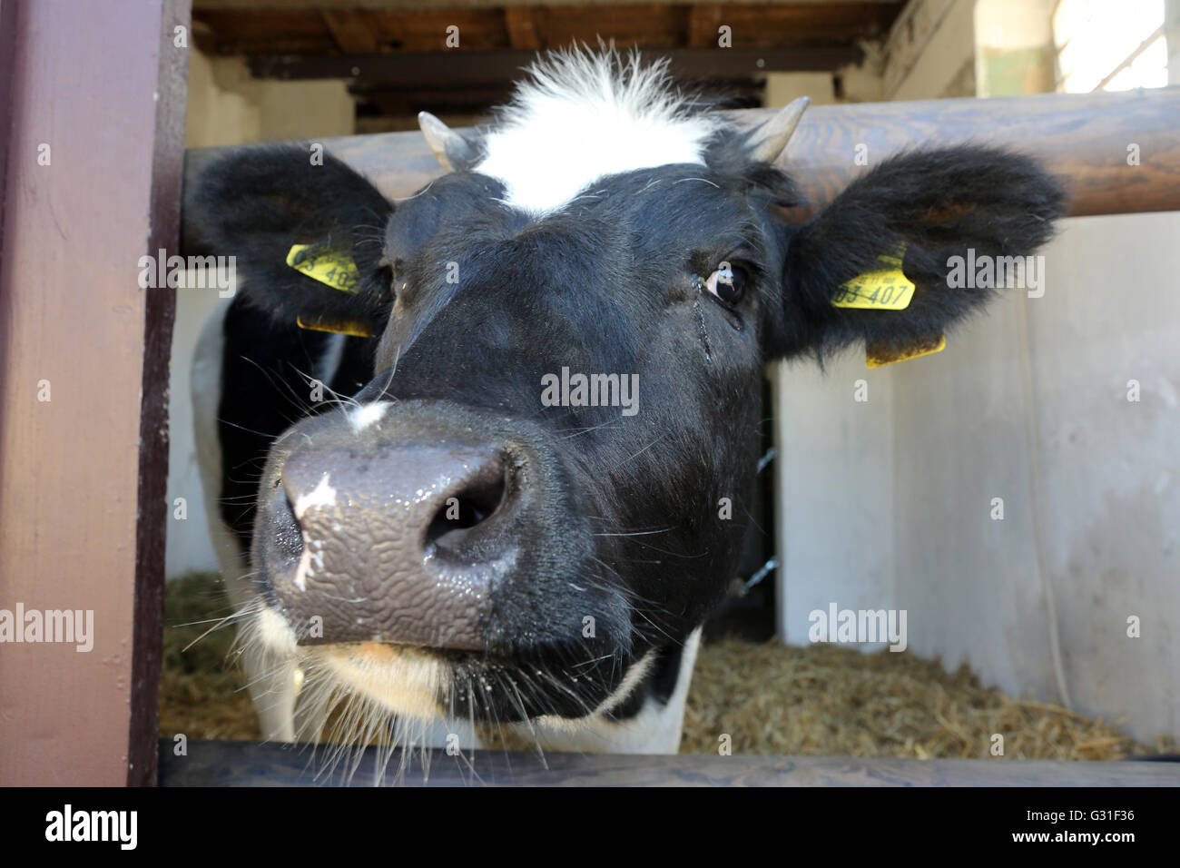 Neuenhagen, Germania, per vacca da latte guardando fuori dalla custodia Foto Stock