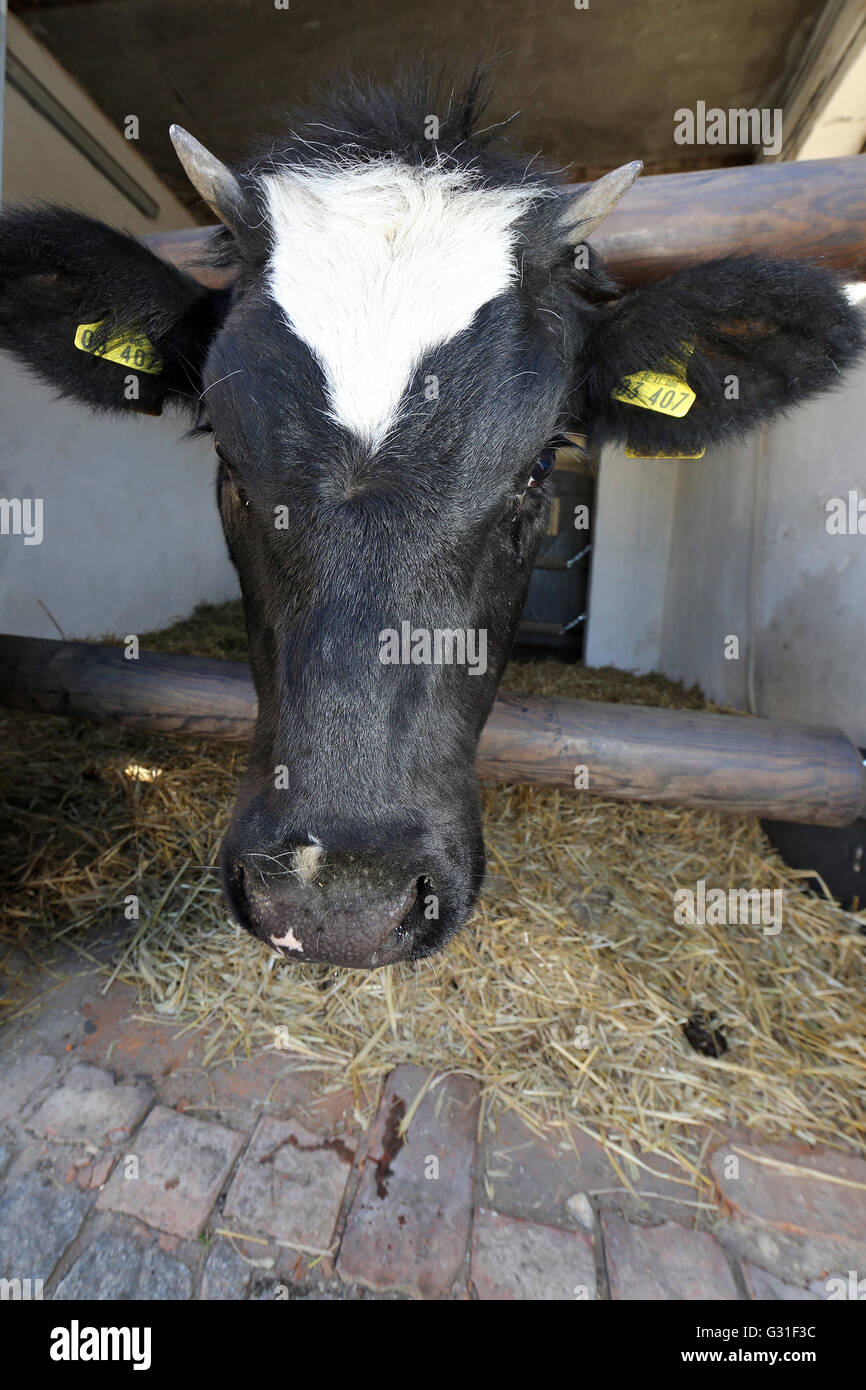 Neuenhagen, Germania, per vacca da latte guardando fuori dalla custodia Foto Stock