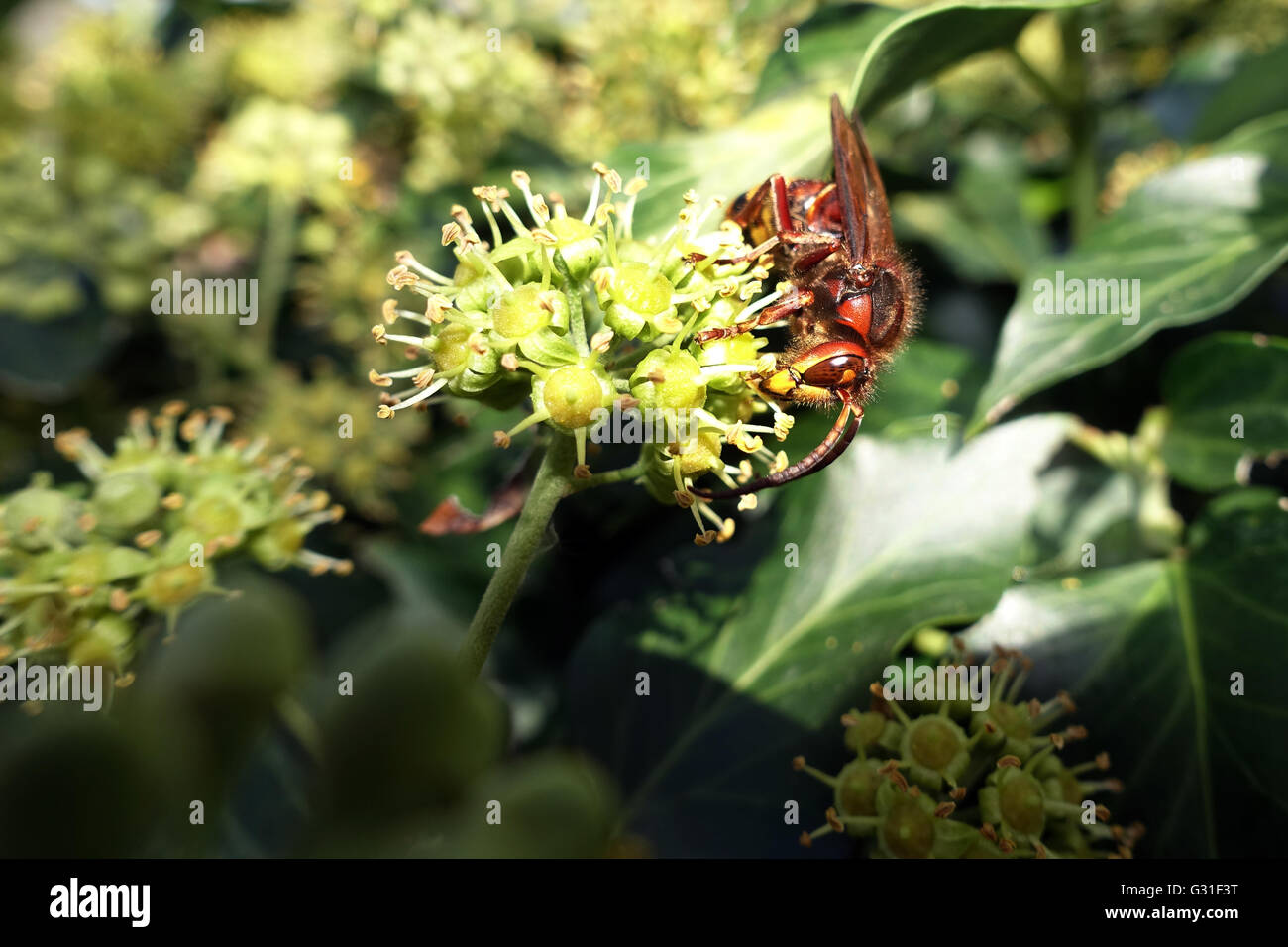 Taormia, Italia, Hornet rosicchia su un Efeubluete Foto Stock