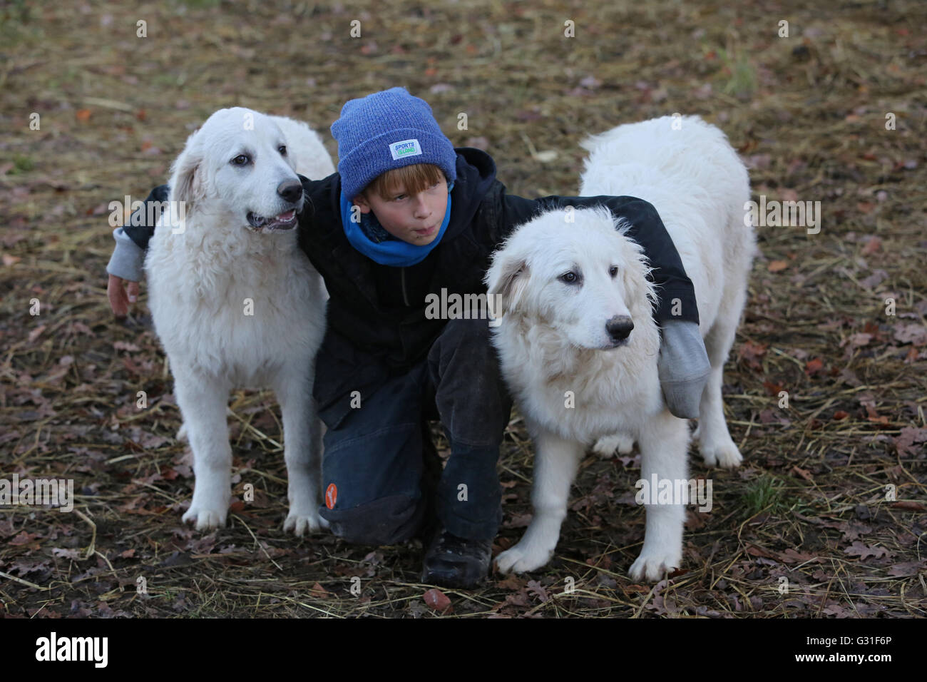 Nuovo K twin, Germania, ragazzo abbraccia due Pyrenaeenberghunde Foto Stock