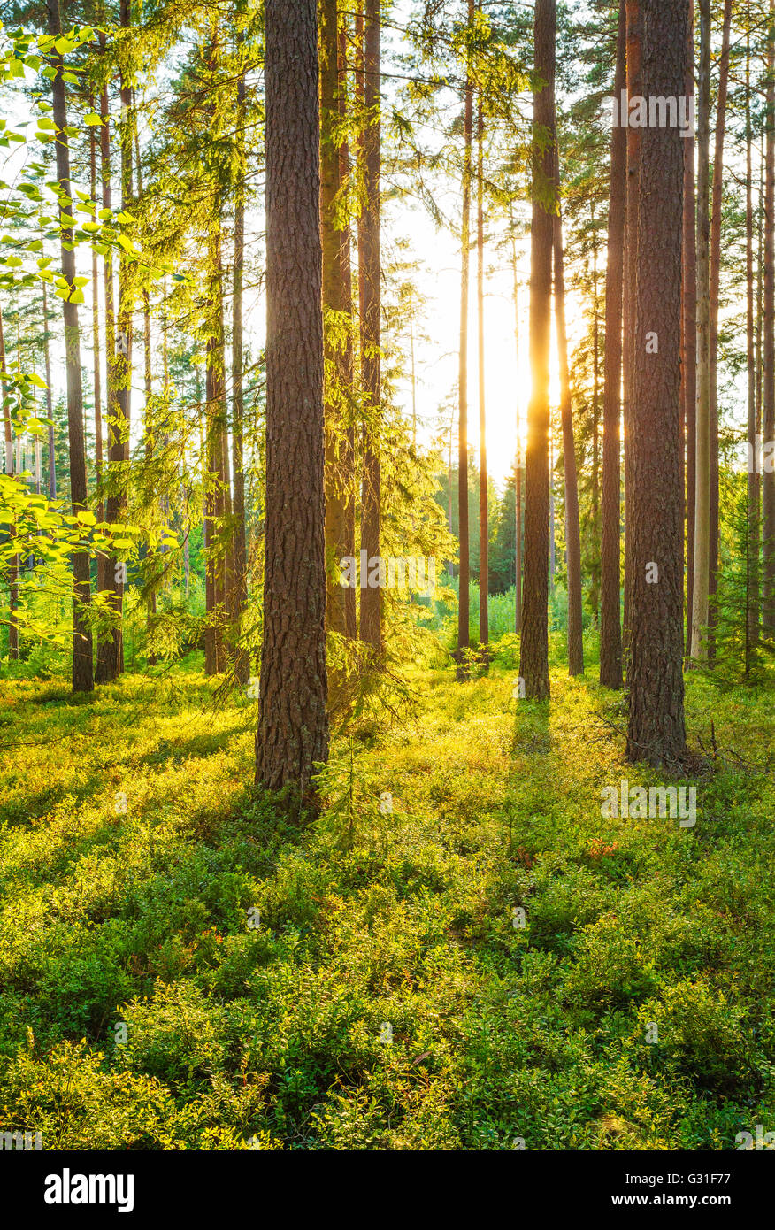 Un bosco su un bellissimo pomeriggio d'estate, Svezia. Foto Stock