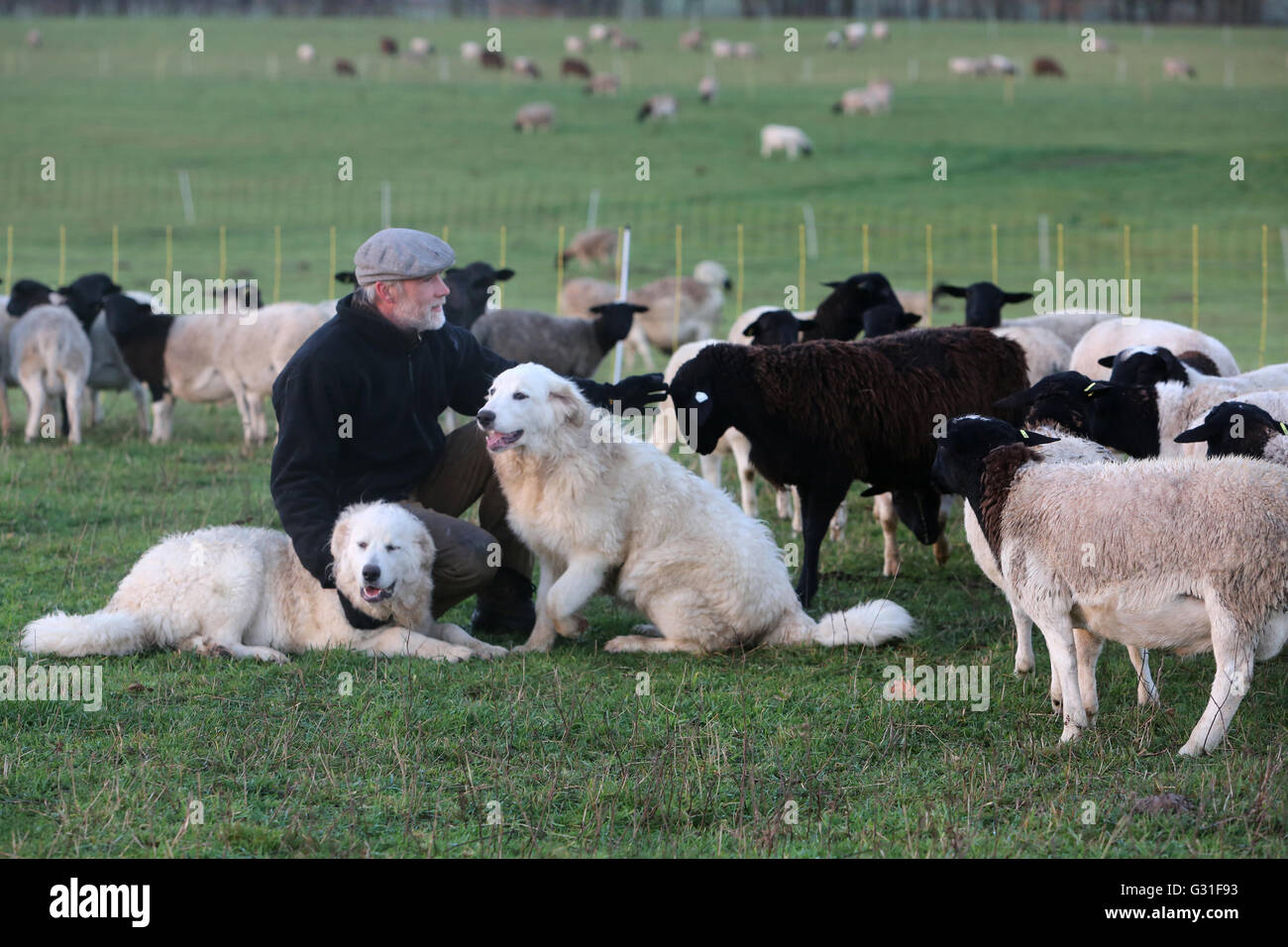 Nuovo K twin, Germania, agricoltore seduto con la Pyrenaeenberghunden in mezzo a un gregge di pecore Foto Stock