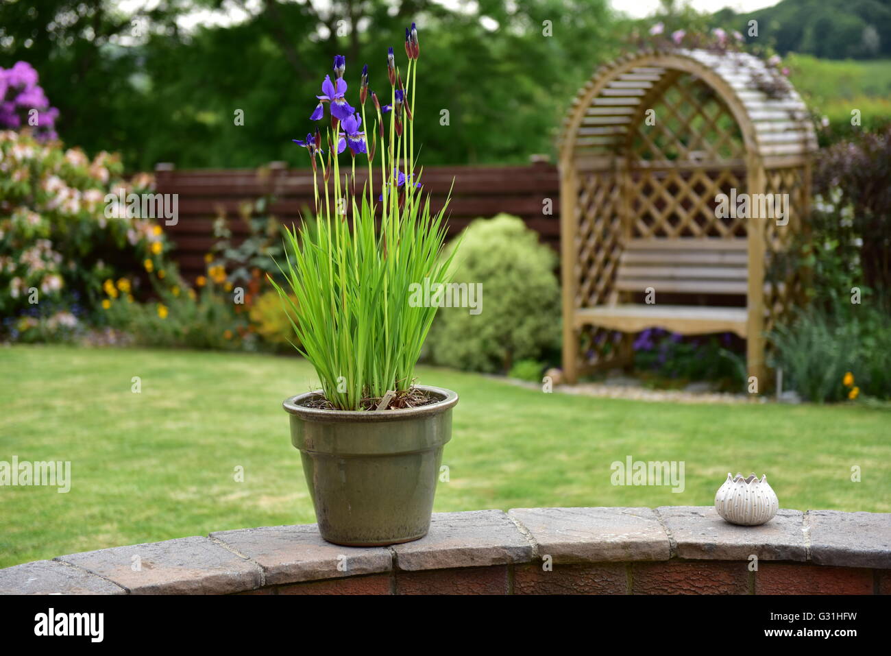 Iris blu di crescita della pianta in un vaso al di fuori in un giardino  Foto stock - Alamy